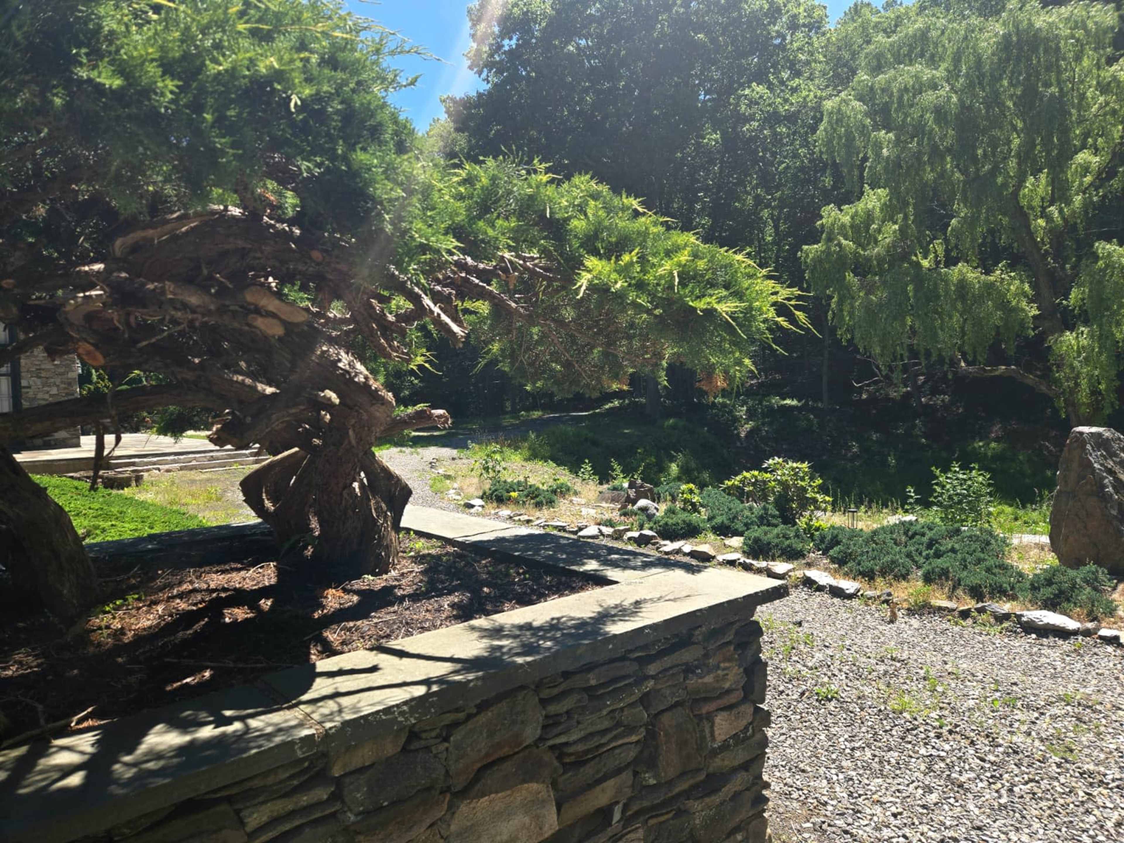 The image shows a well-maintained garden area featuring a large, twisted tree in the foreground and a grassy landscape with shrubs and trees in the background.