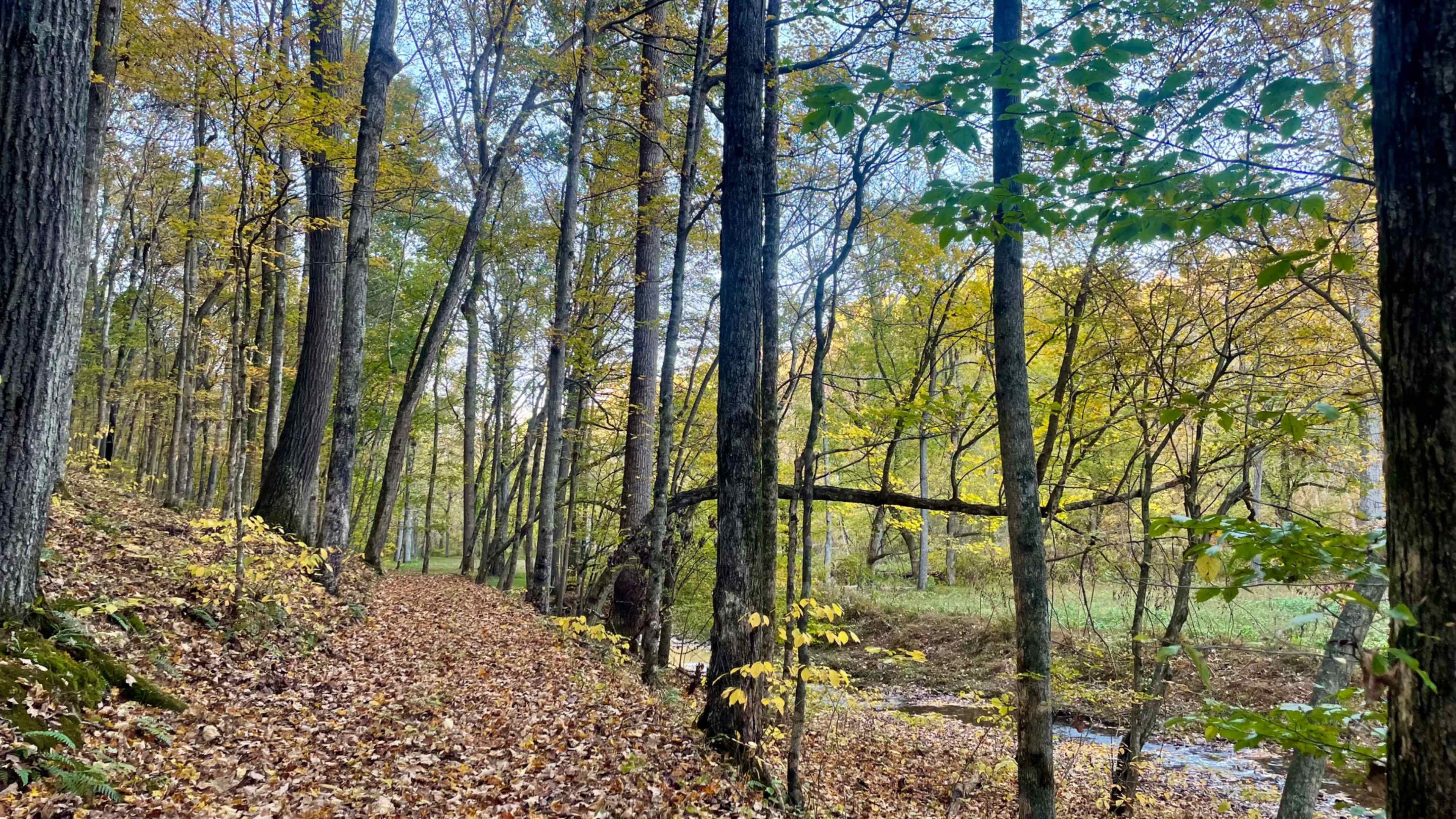 A path lined with fallen leaves winds through a forest of tall trees with yellow and green foliage.