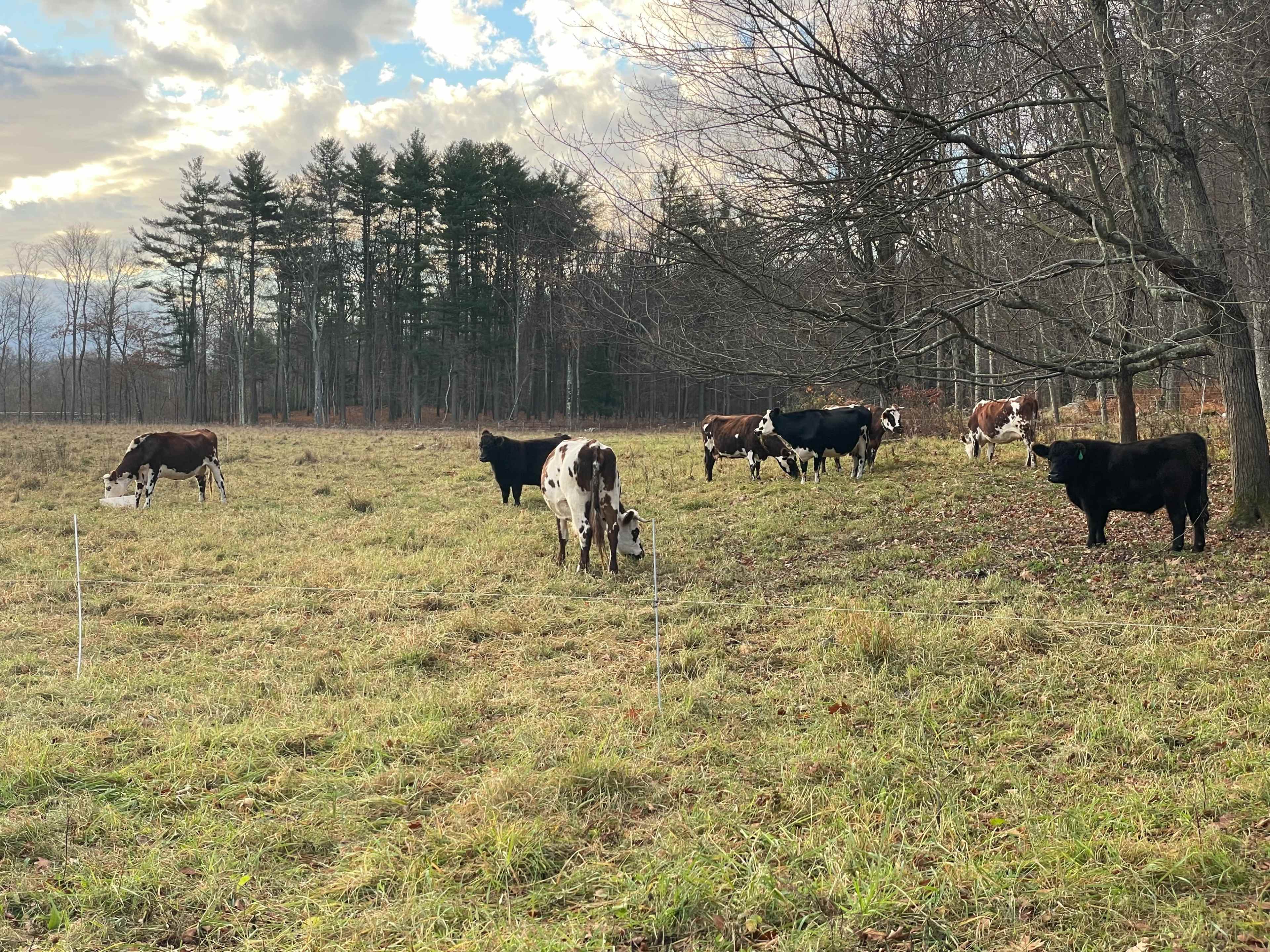 Active farm with pasture views in the Berkshire hills Image in Great Barrington, HOUSATONIC, MA