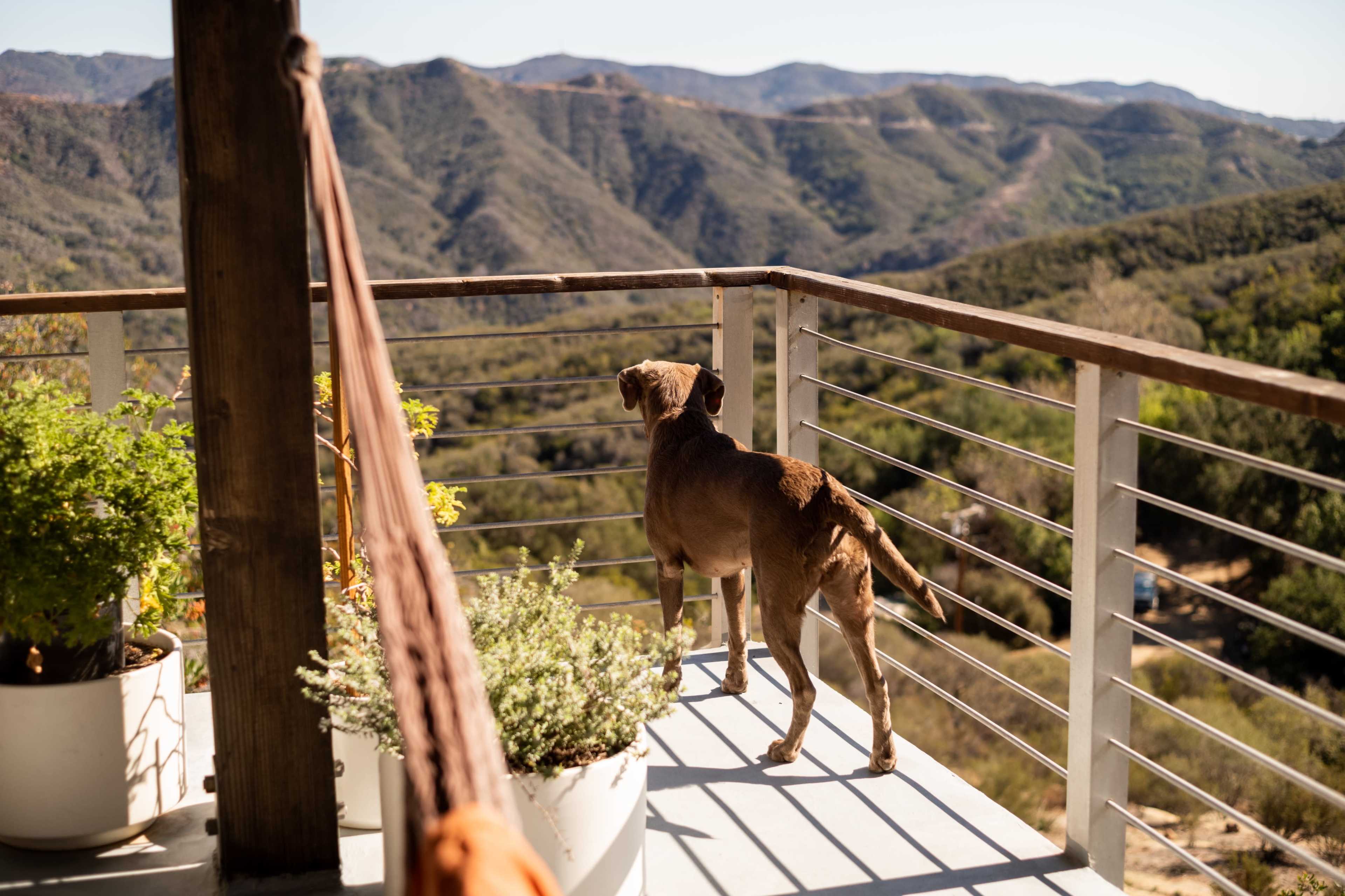 A dog stands on a balcony, overlooking a mountainous landscape.