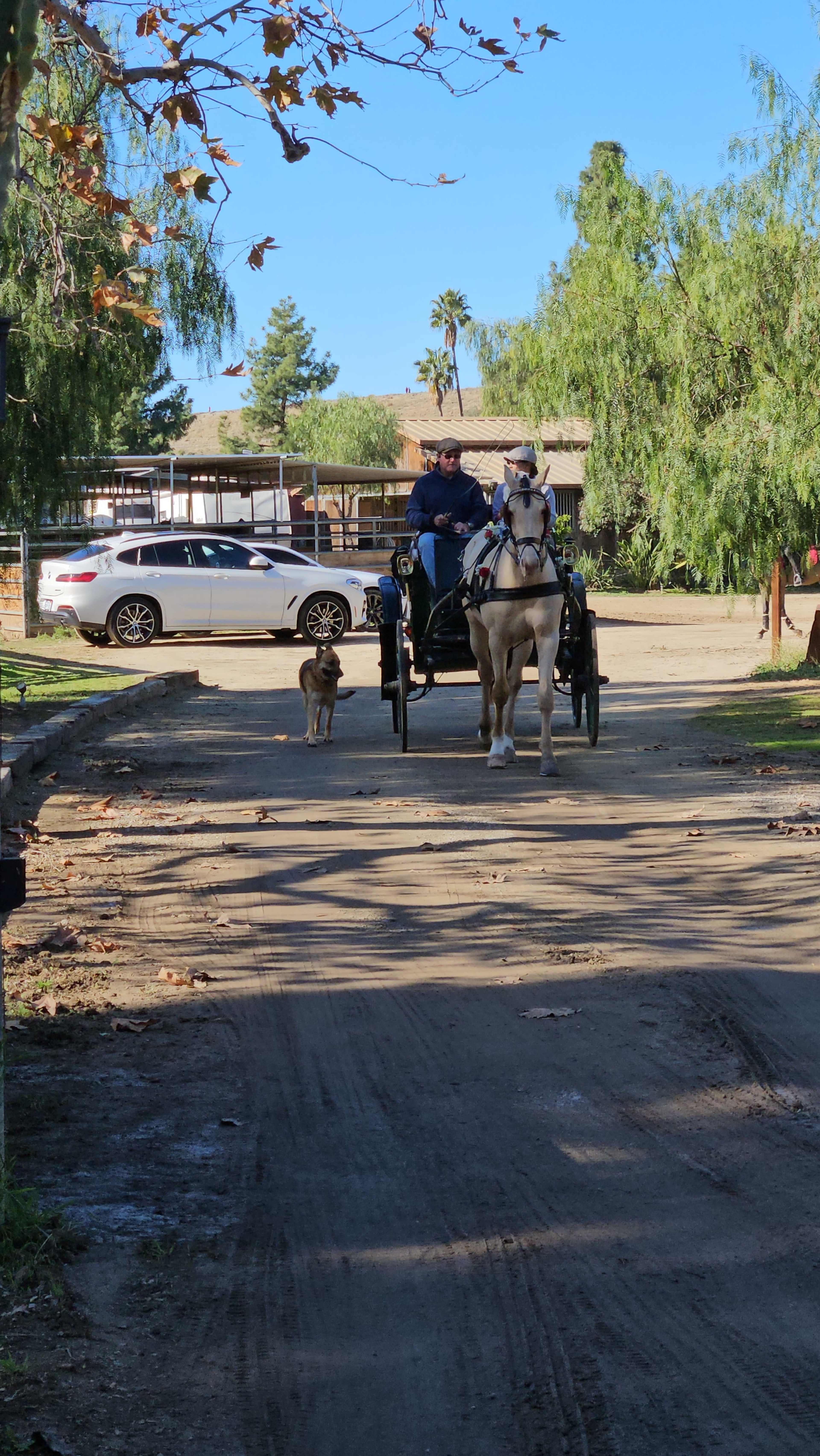A person is driving a horse-drawn cart down a dirt path with a dog walking alongside.
