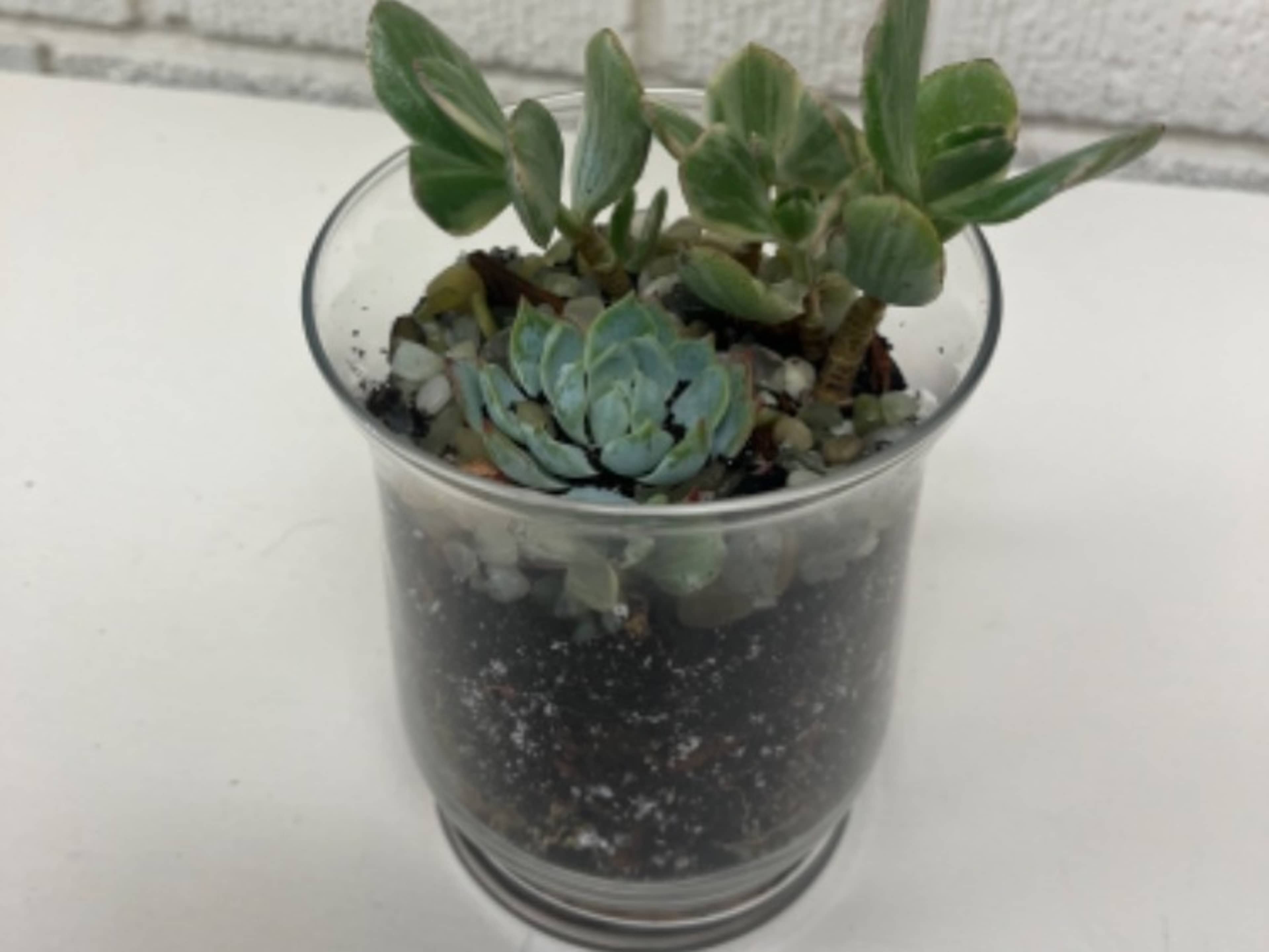 Plant Party - Mini Terrarium 