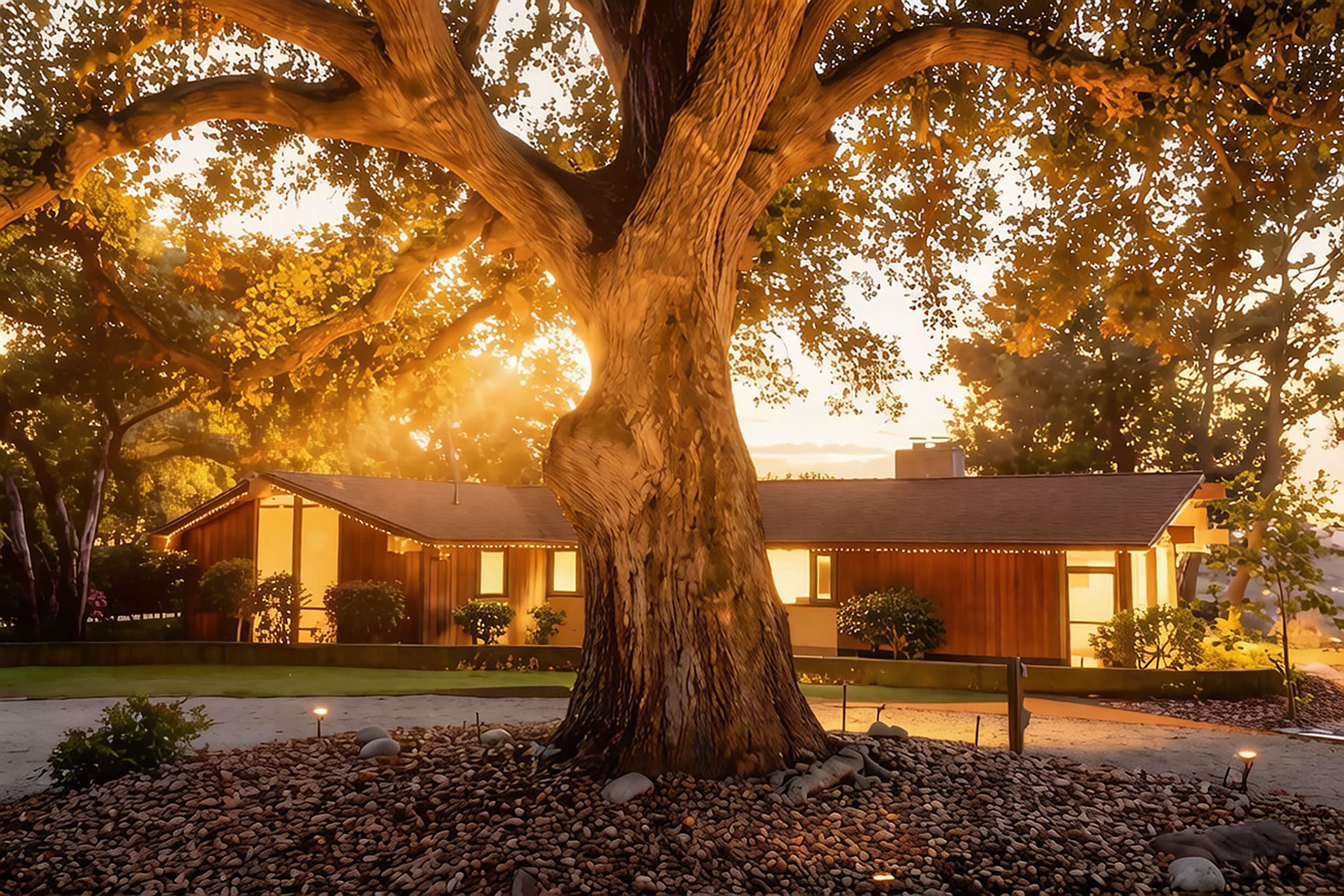 A large tree stands in front of a wooden house illuminated by warm evening light.