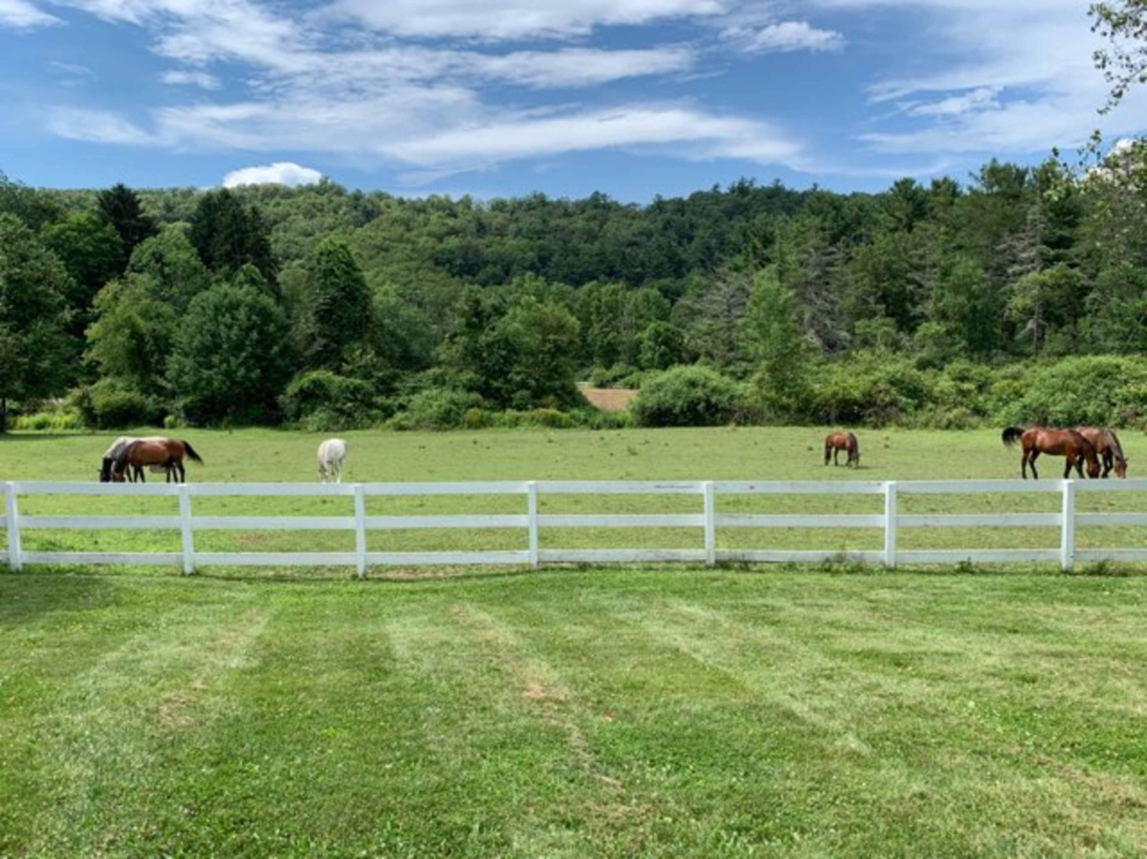 A group of horses grazes in a green pasture surrounded by a white fence, with a wooded hillside in the background.