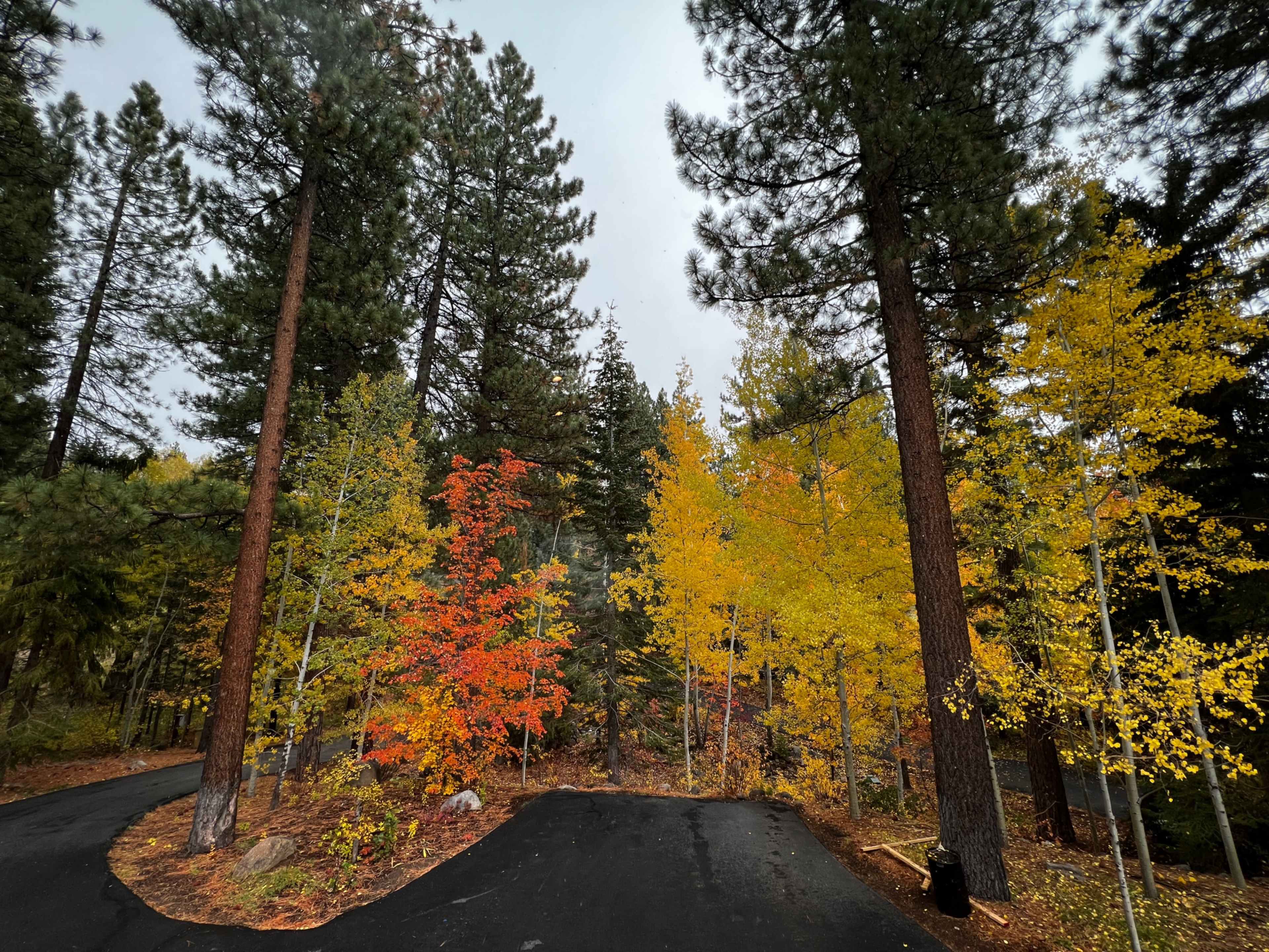 A paved road splits amidst a forest of tall pine trees and vibrant autumn foliage in shades of yellow and red.