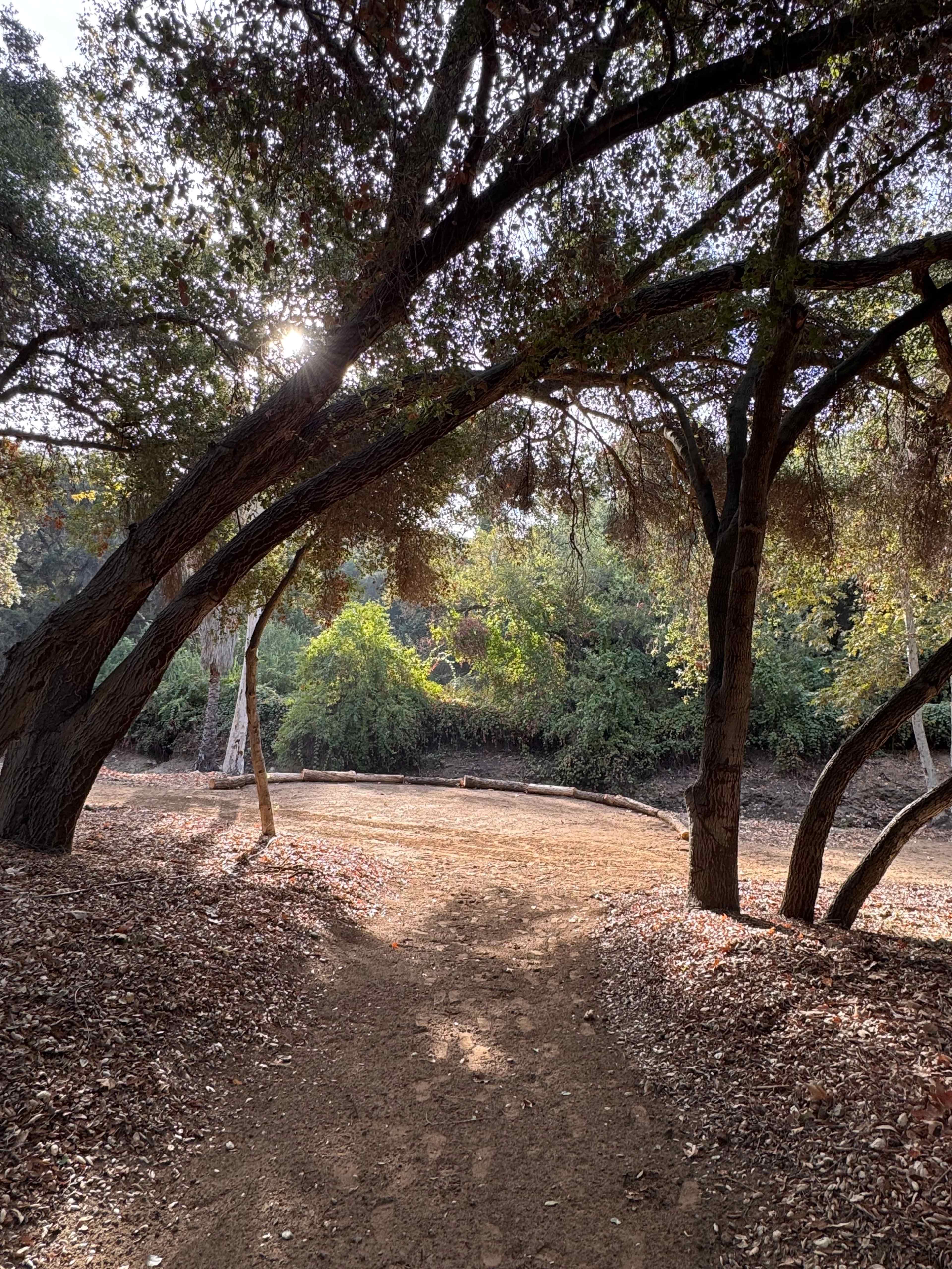 A dirt path winds through a wooded area with trees arching overhead and sunlight filtering through the leaves.