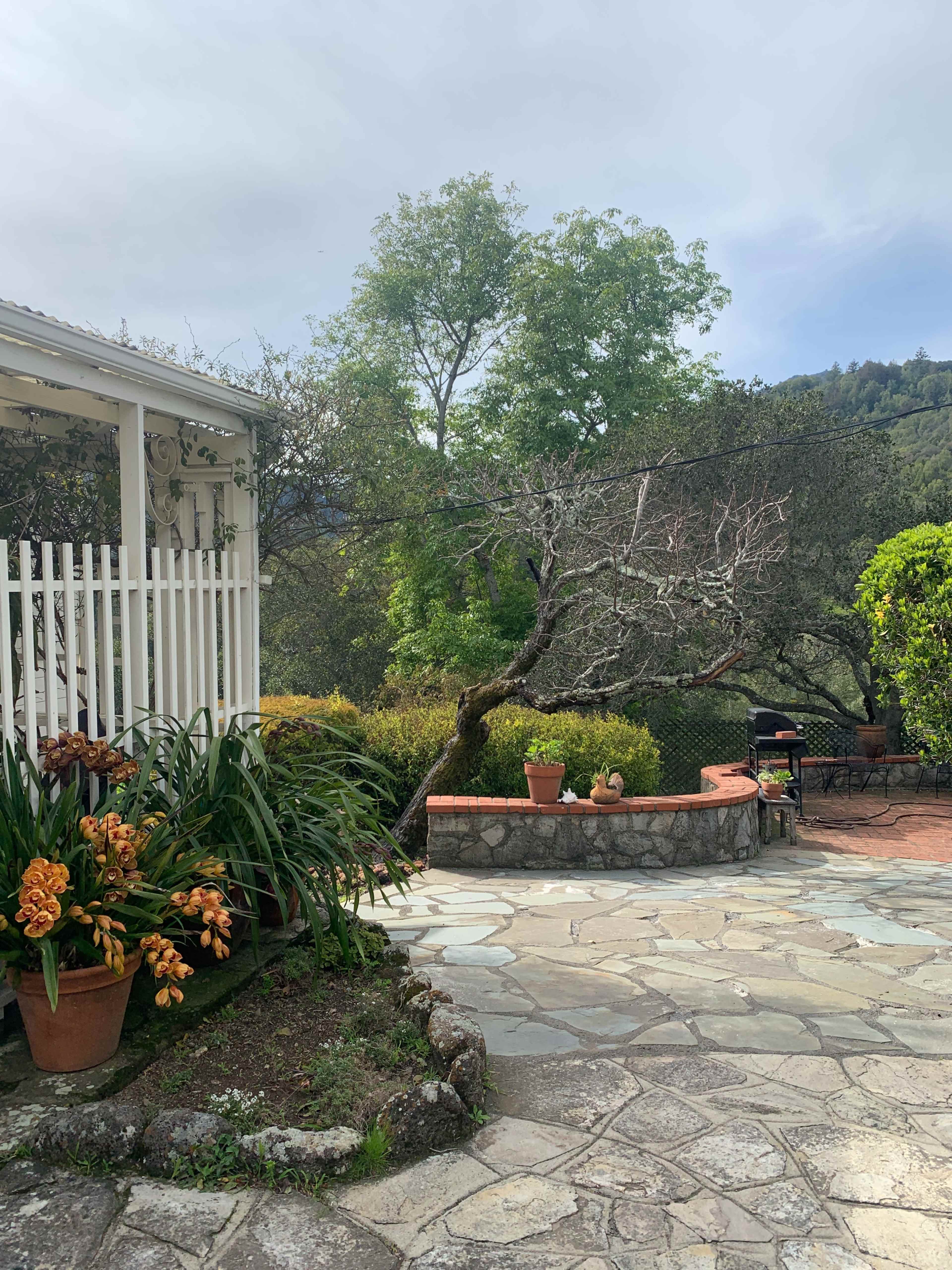 A stone patio with potted plants and a view of a tree and surrounding greenery.