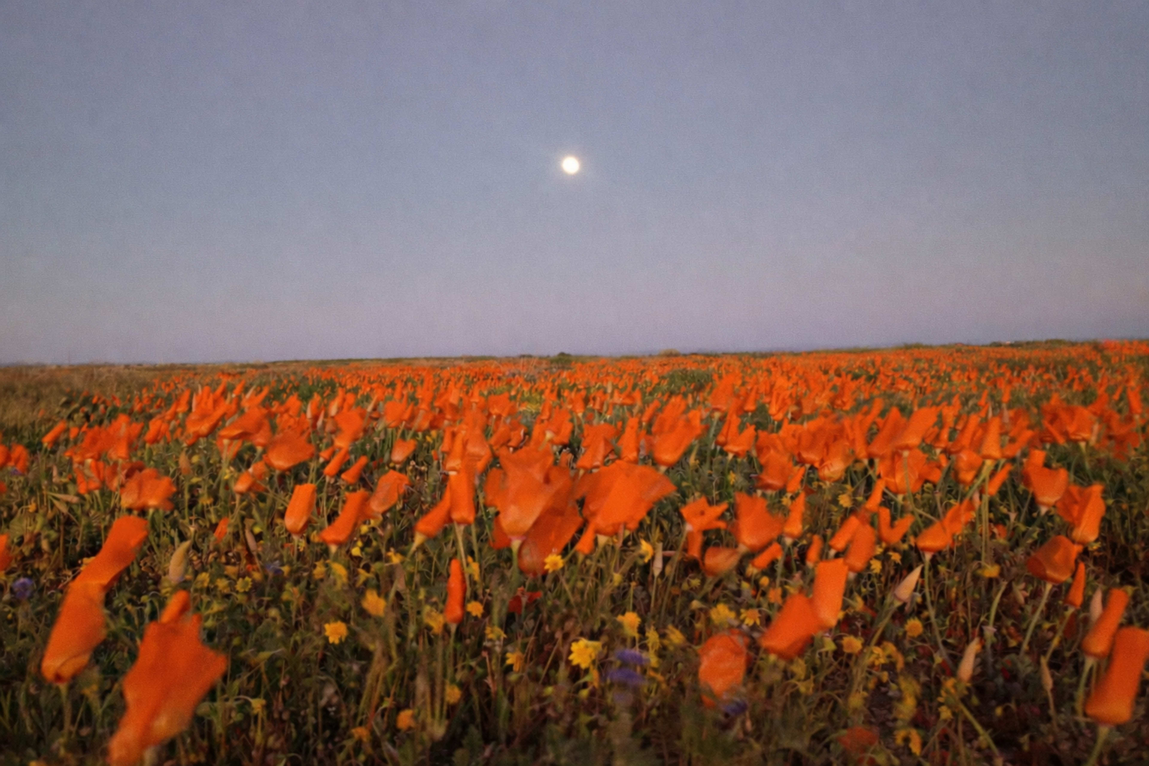 A field of orange poppies stretches under a bright moon in a twilight sky.