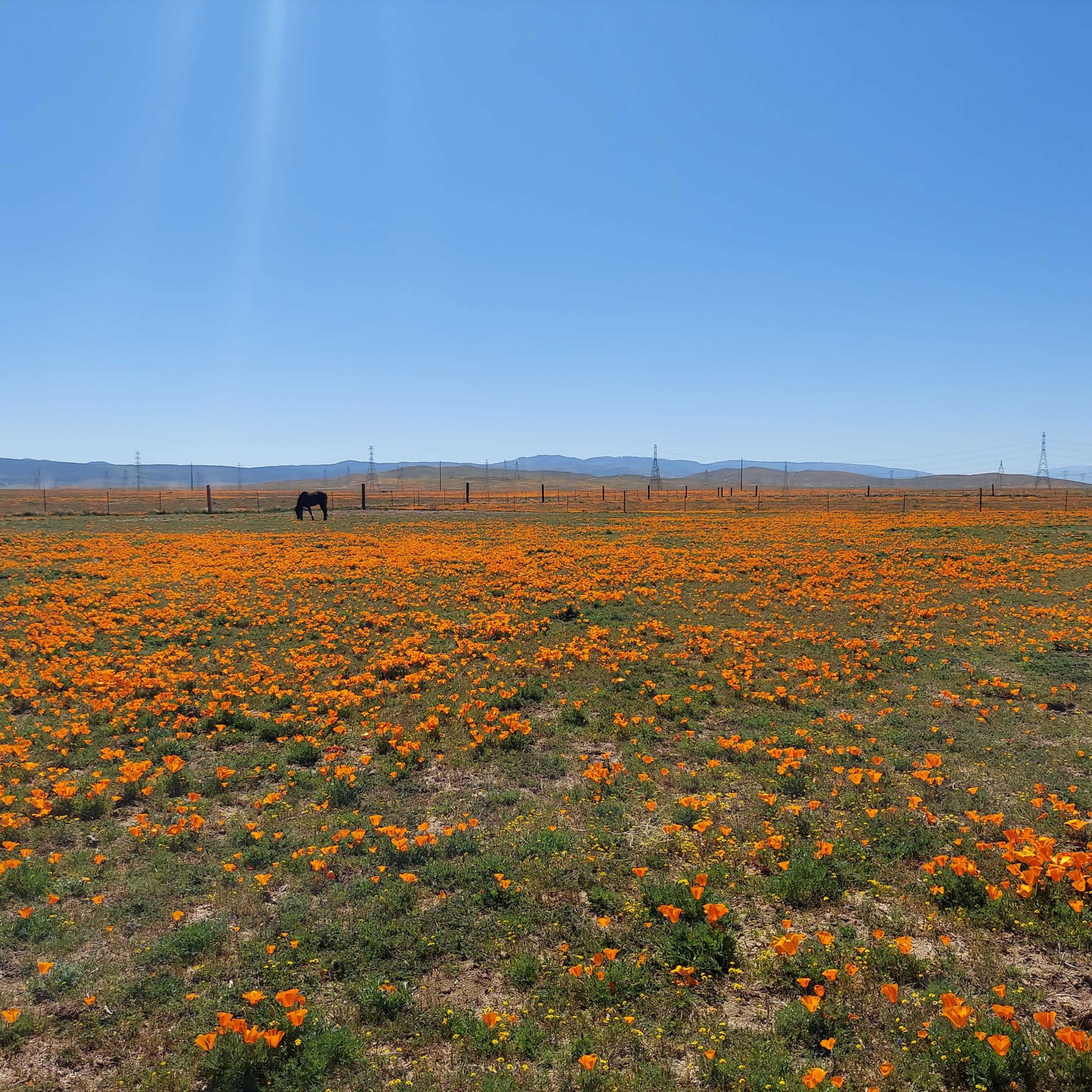 A black horse grazes in a vast field covered with vibrant orange poppies under a clear blue sky.