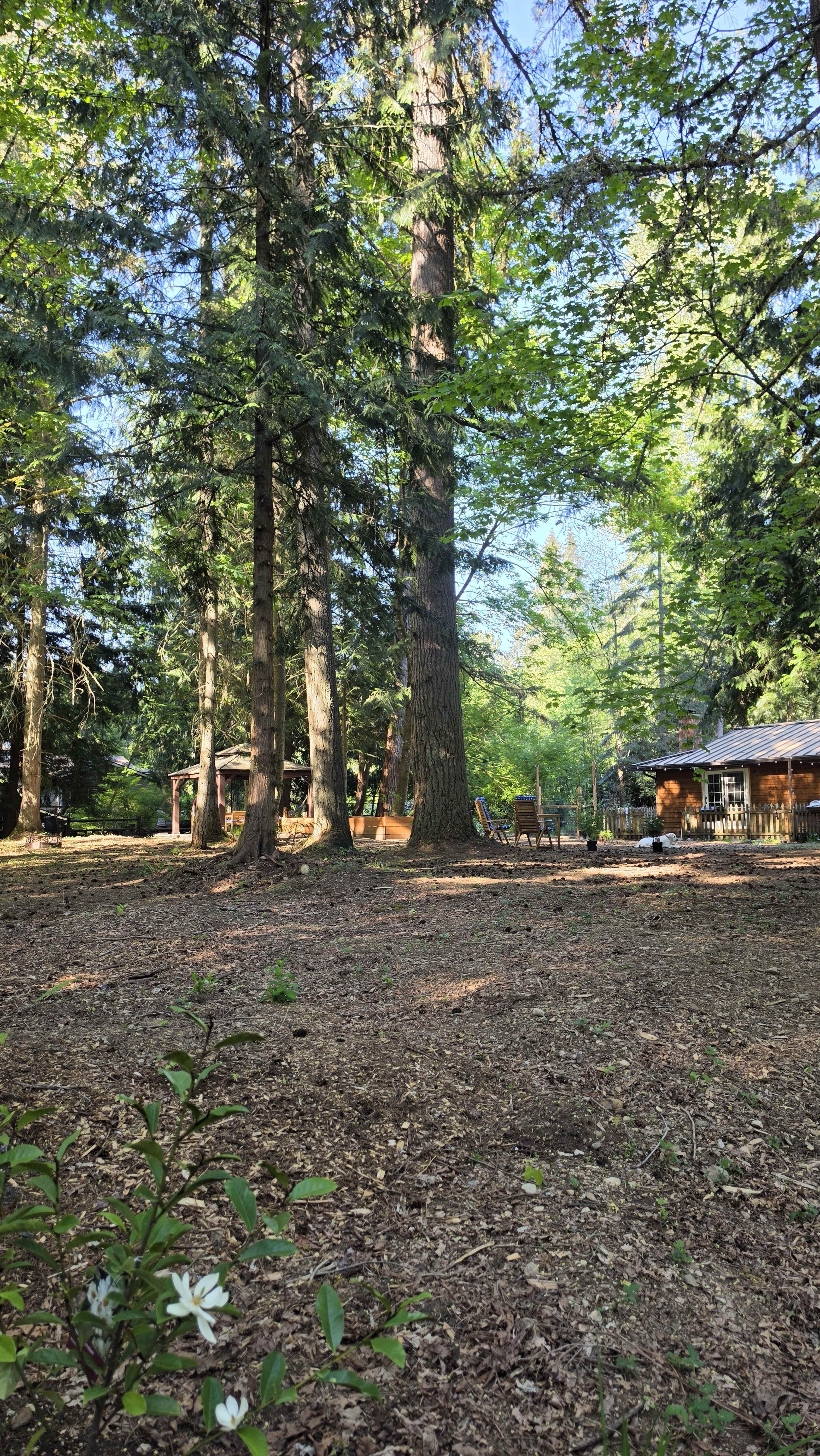 A clearing in a forest features tall trees, a few pieces of outdoor furniture, and a cabin in the background.
