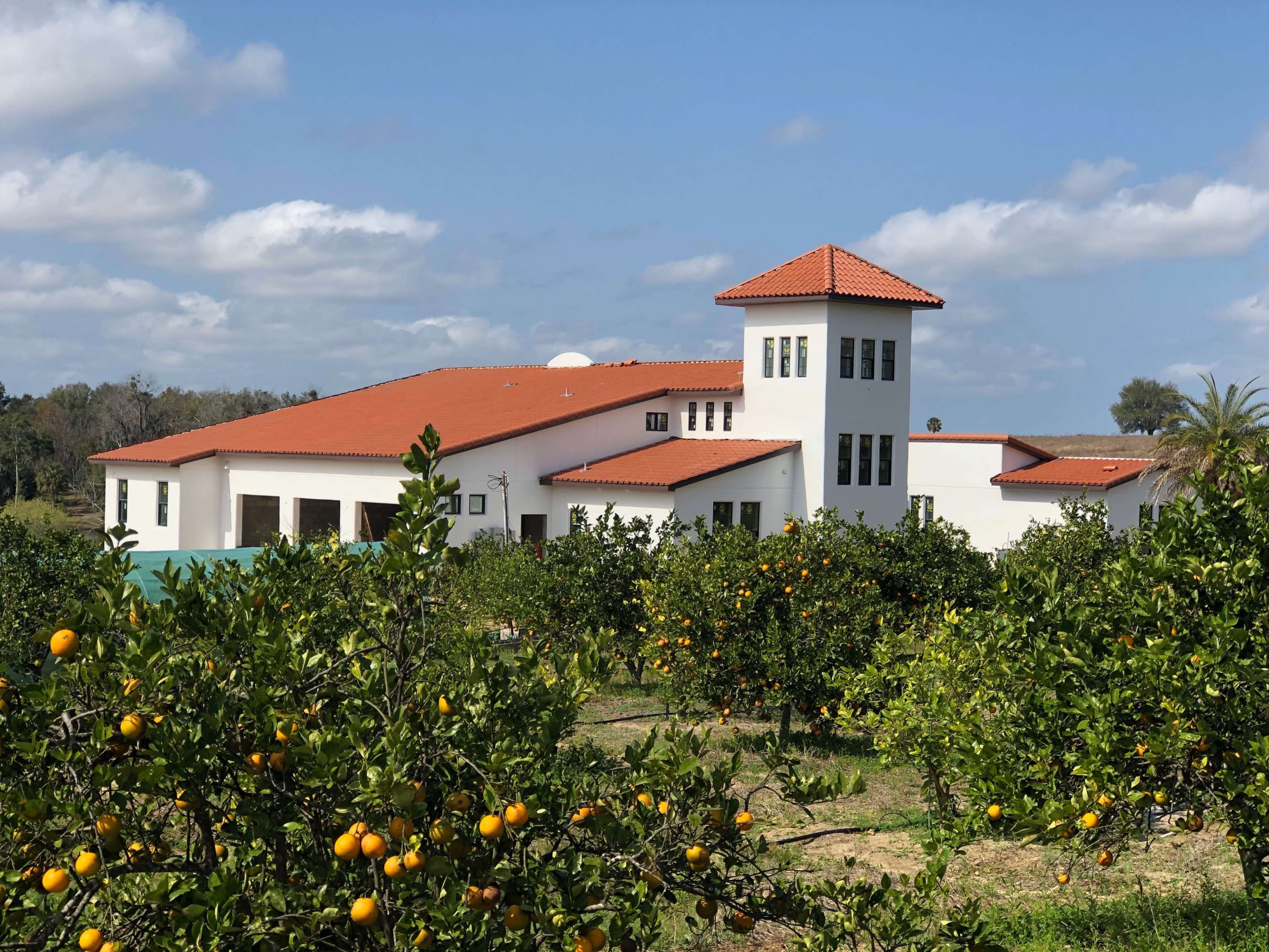A large white building with a red-tiled roof is situated near an orange grove filled with ripe oranges.