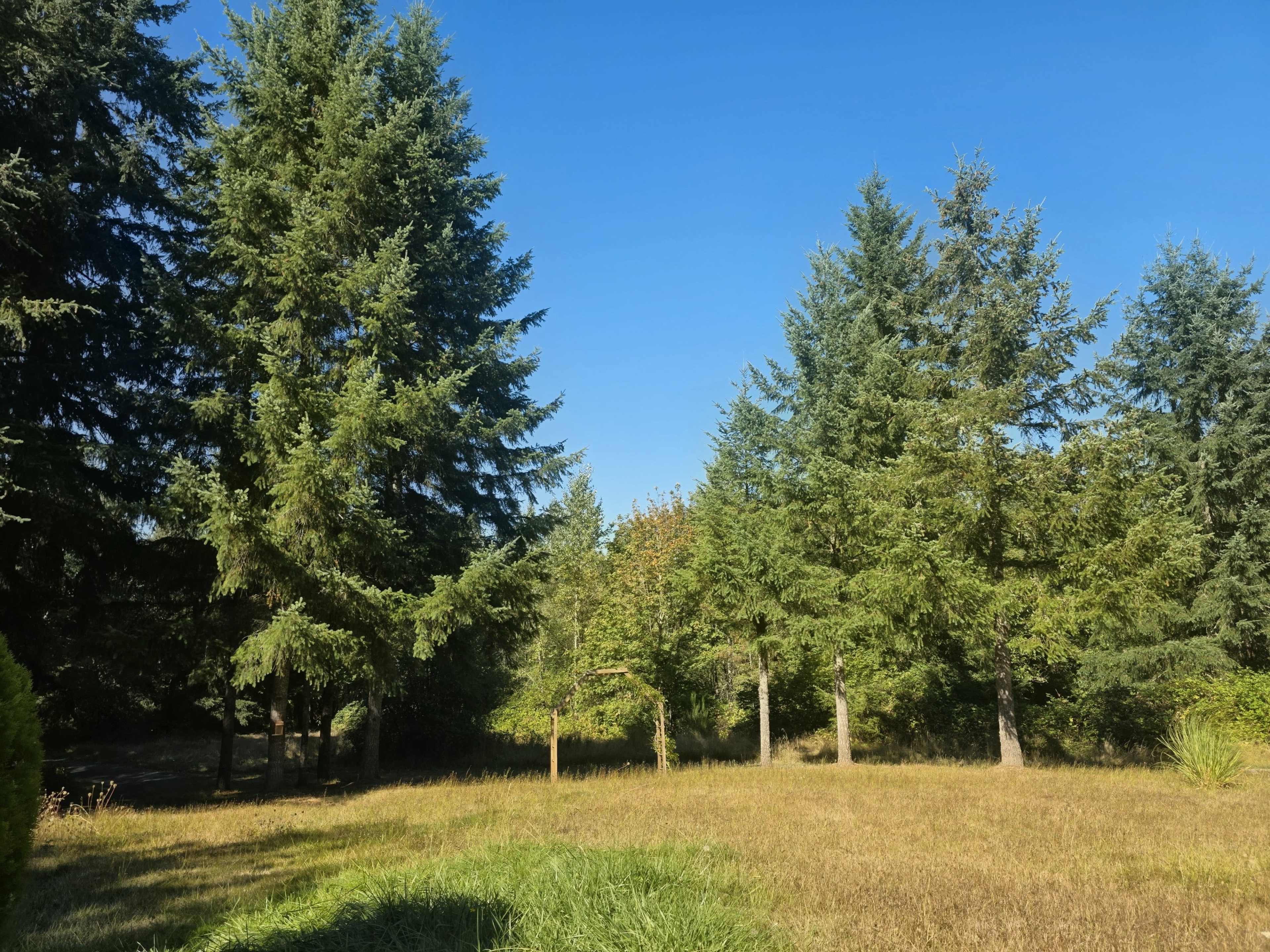The image shows a sunny landscape featuring tall trees with a grassy area in the foreground.