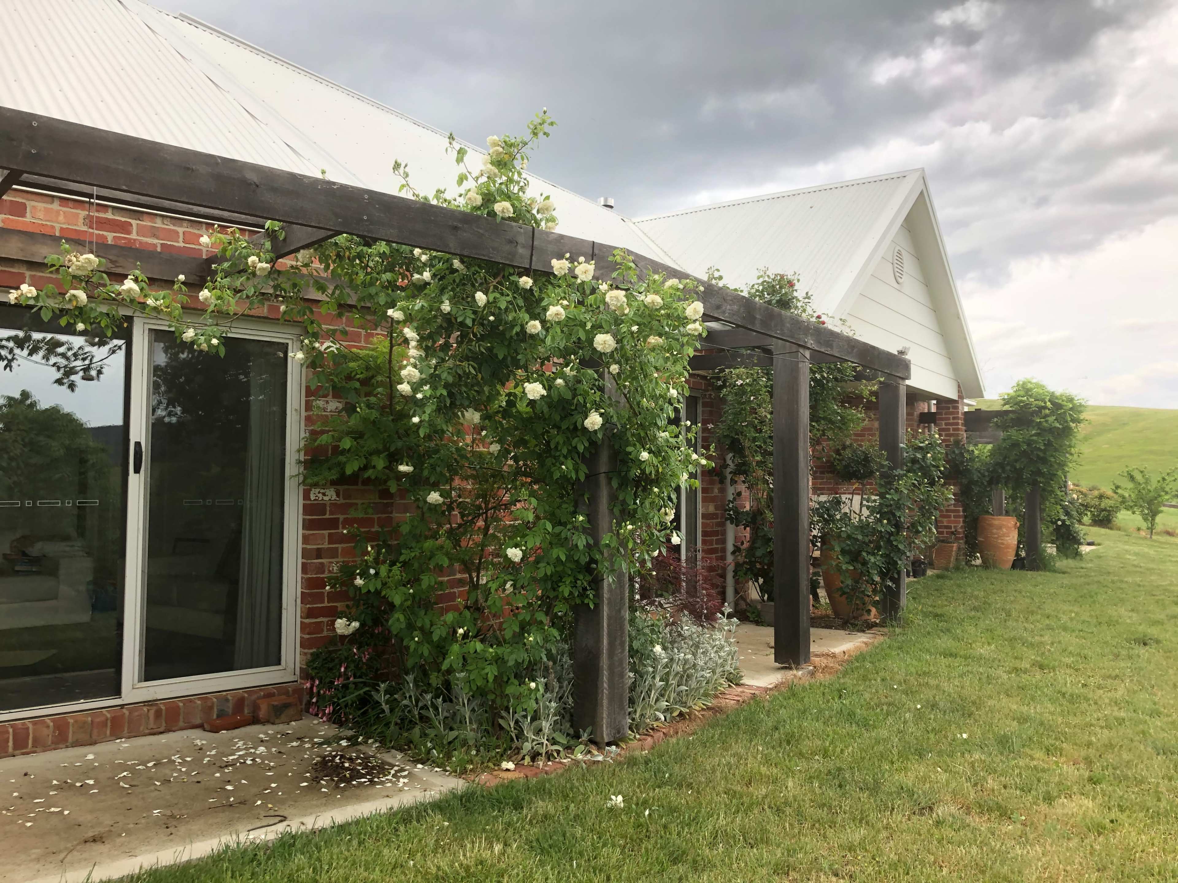 A brick house with a white roof features a wooden pergola adorned with climbing roses, surrounded by a grassy lawn.