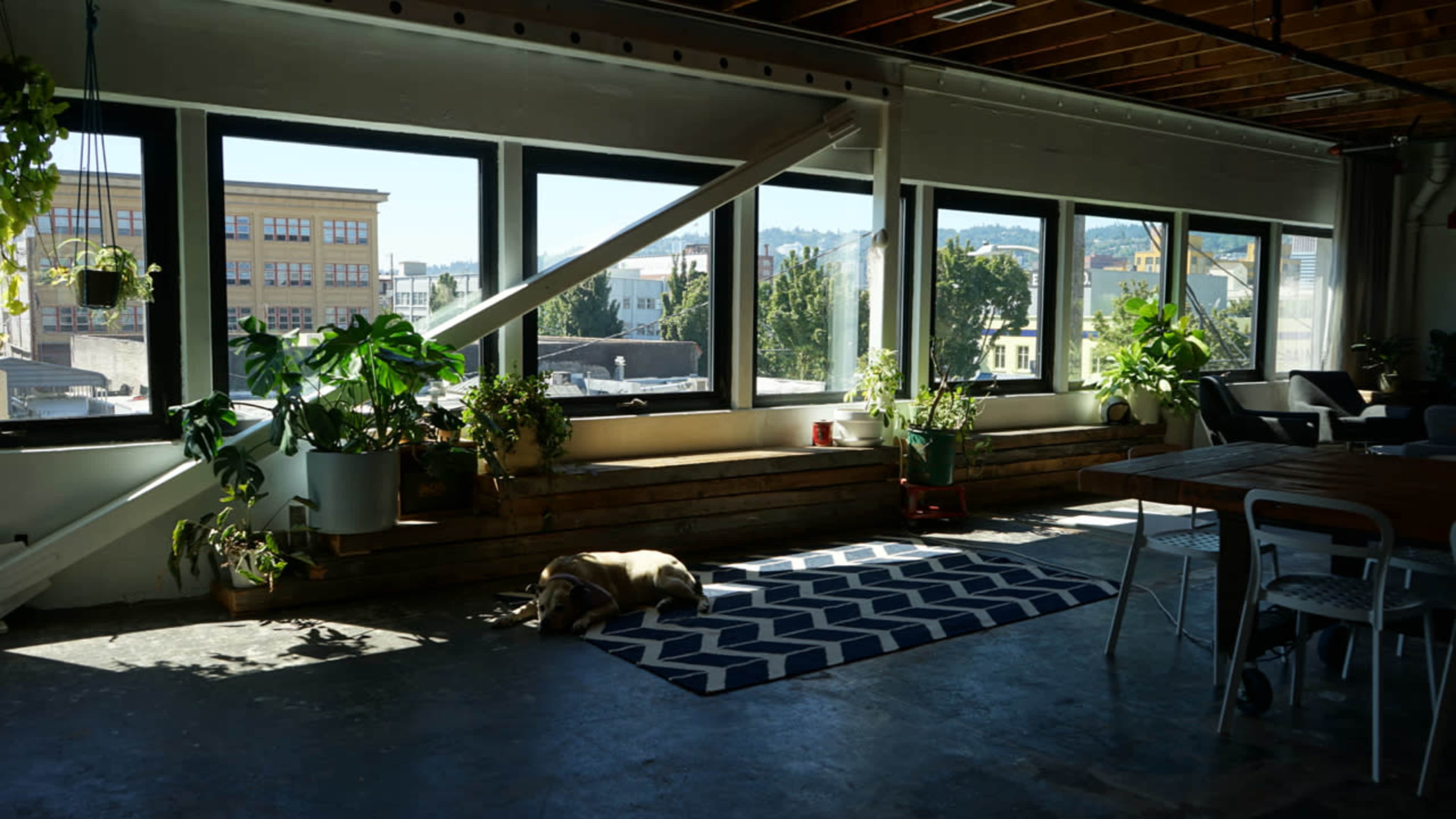 A dog lies on a geometric rug in a well-lit room with large windows showcasing city buildings and greenery.