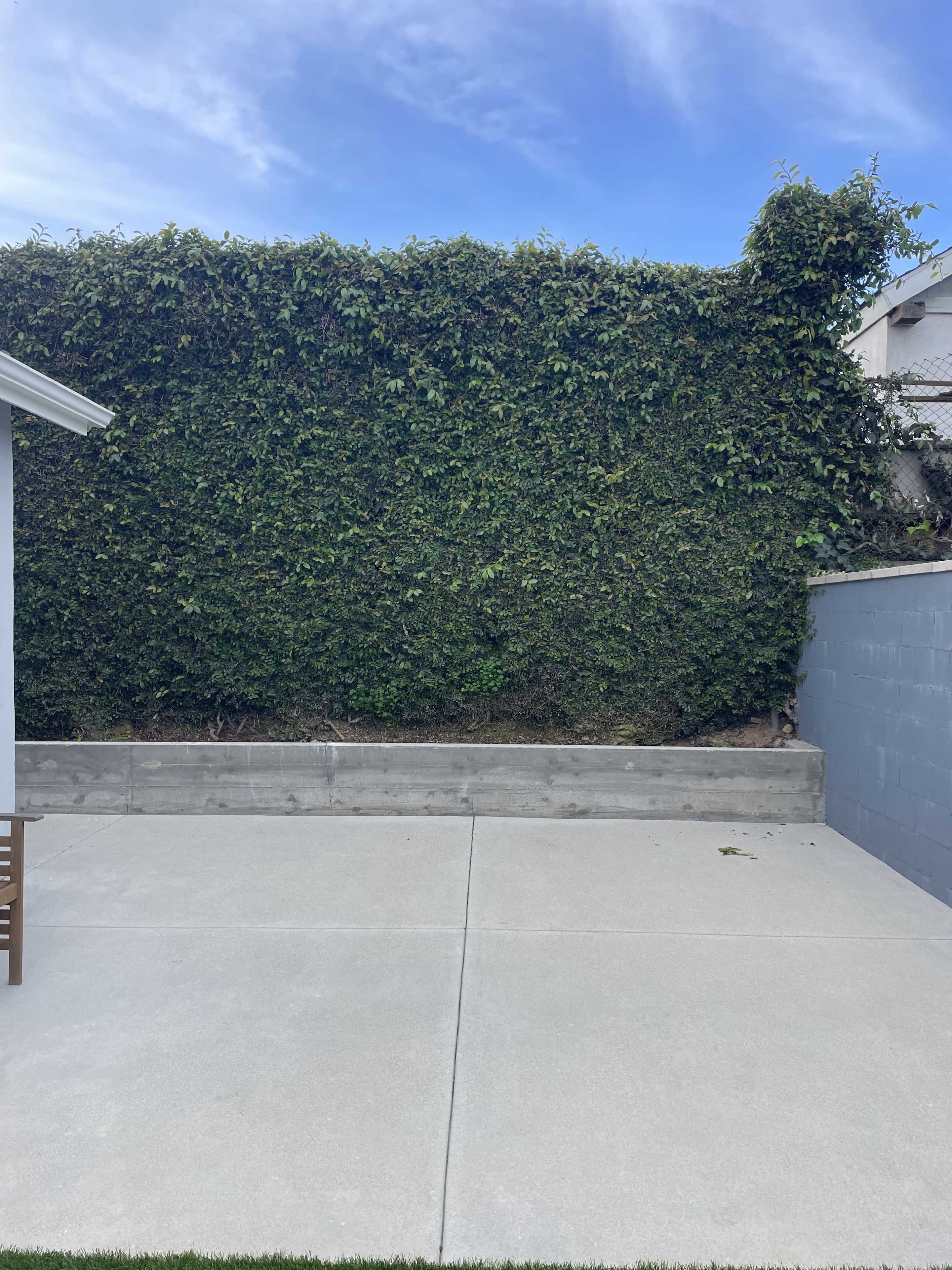 The image shows a concrete patio area with a neatly trimmed green vine wall in the background.