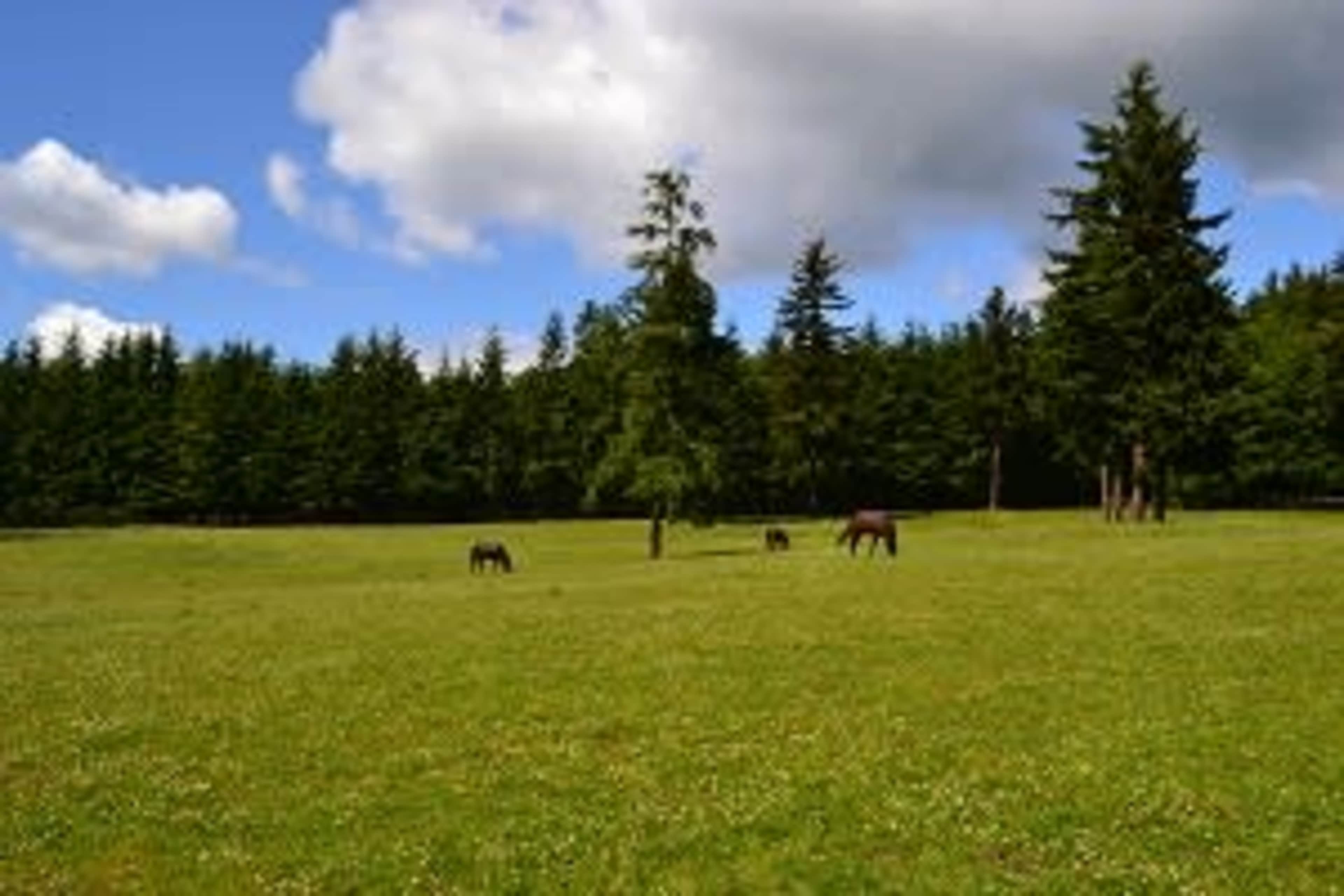 A grassy field with several horses grazing, surrounded by trees under a partly cloudy sky.