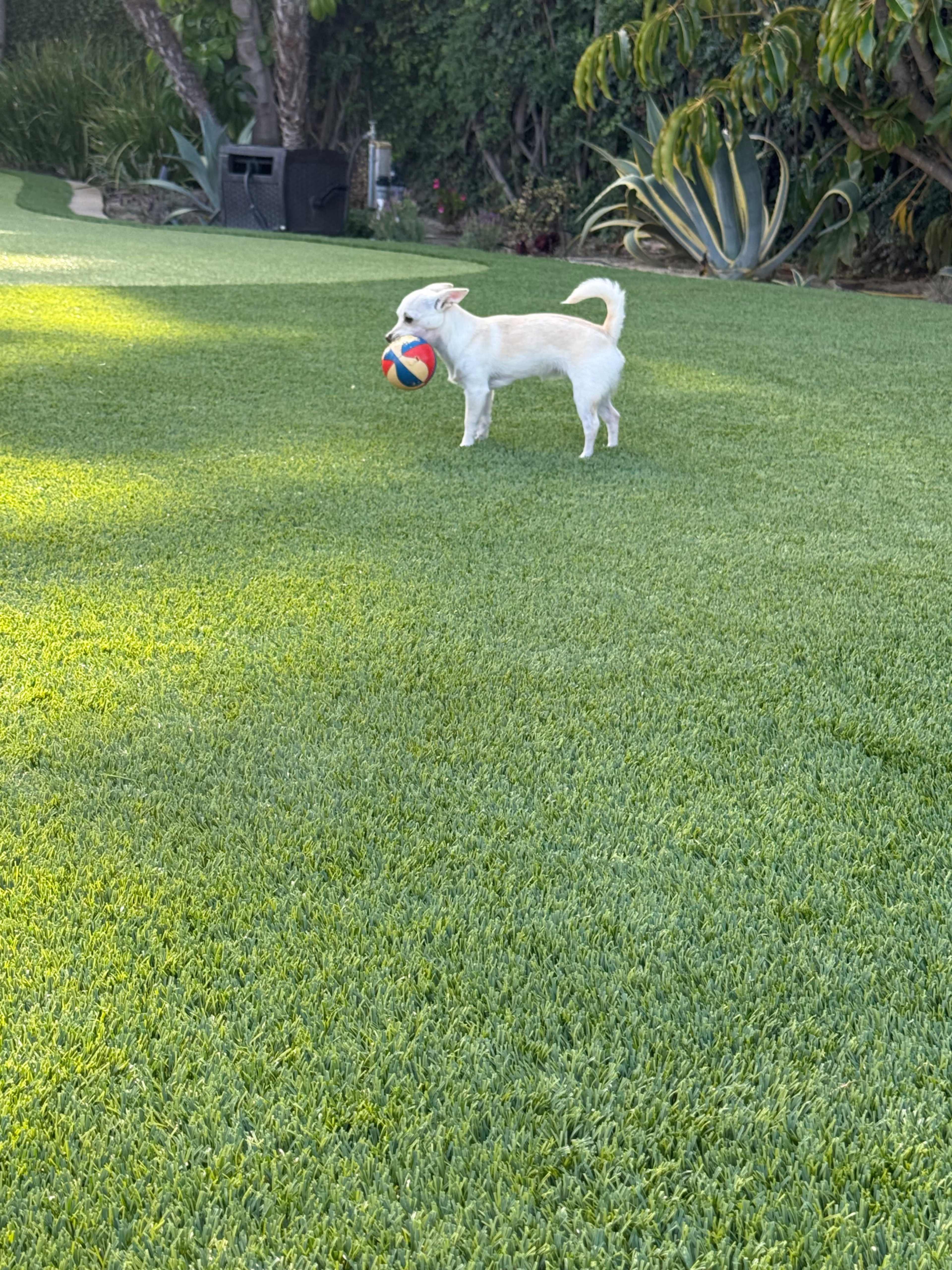 A small white dog stands on green grass, holding a colorful ball in its mouth.