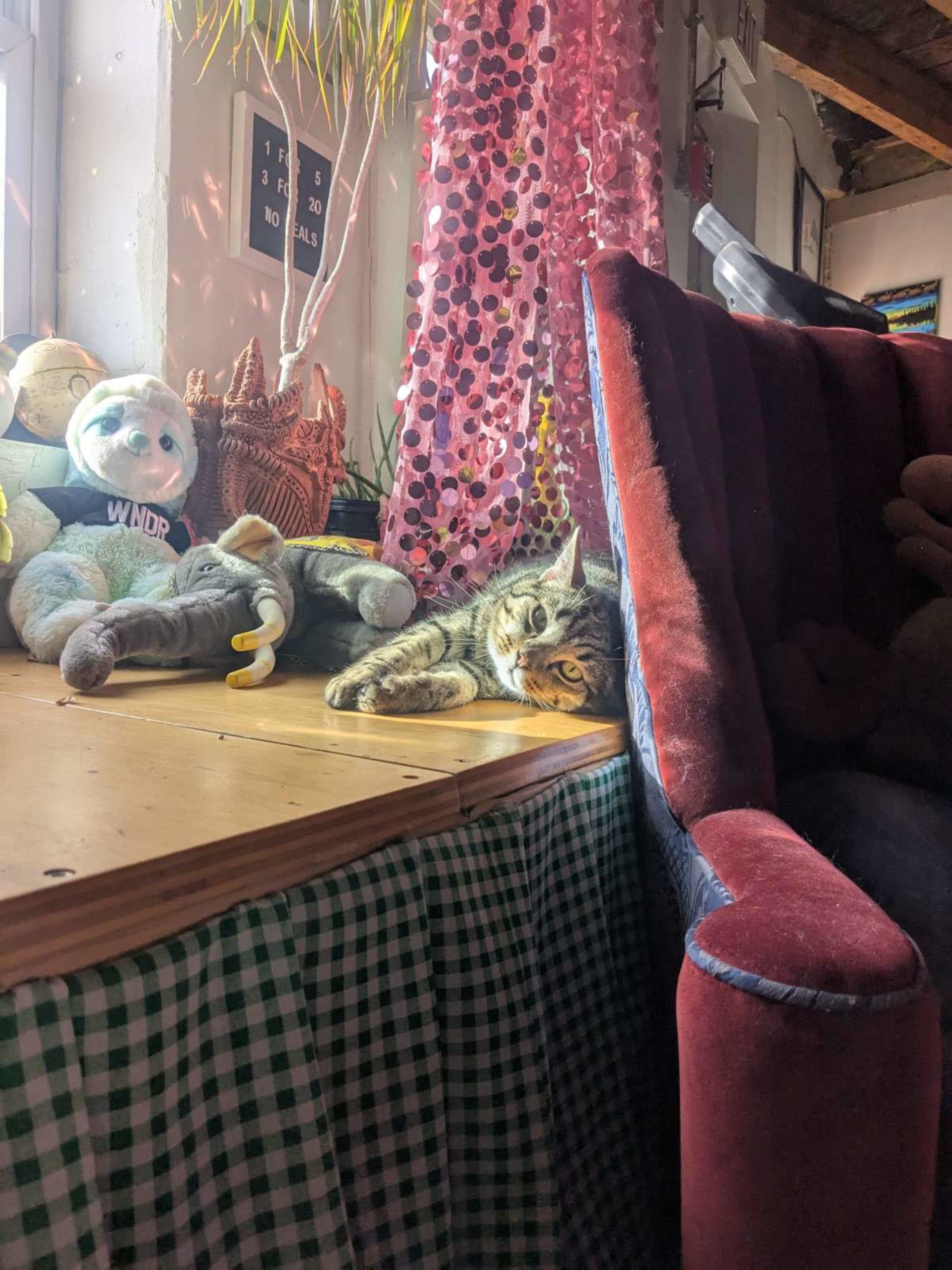 A tabby cat rests on a wooden surface next to stuffed animals in a brightly lit room.