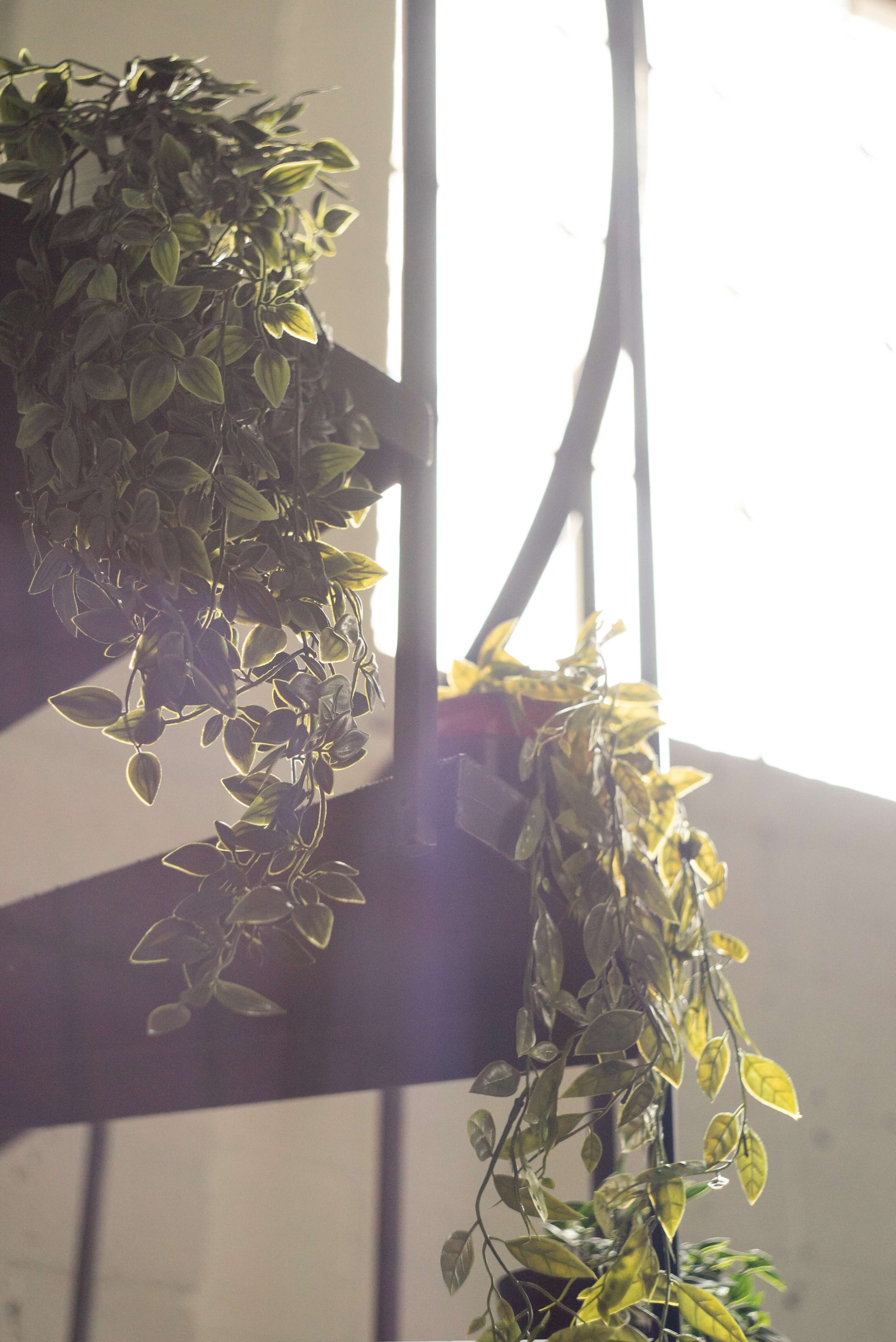 A spiral staircase with potted plants cascading down in a well-lit environment.