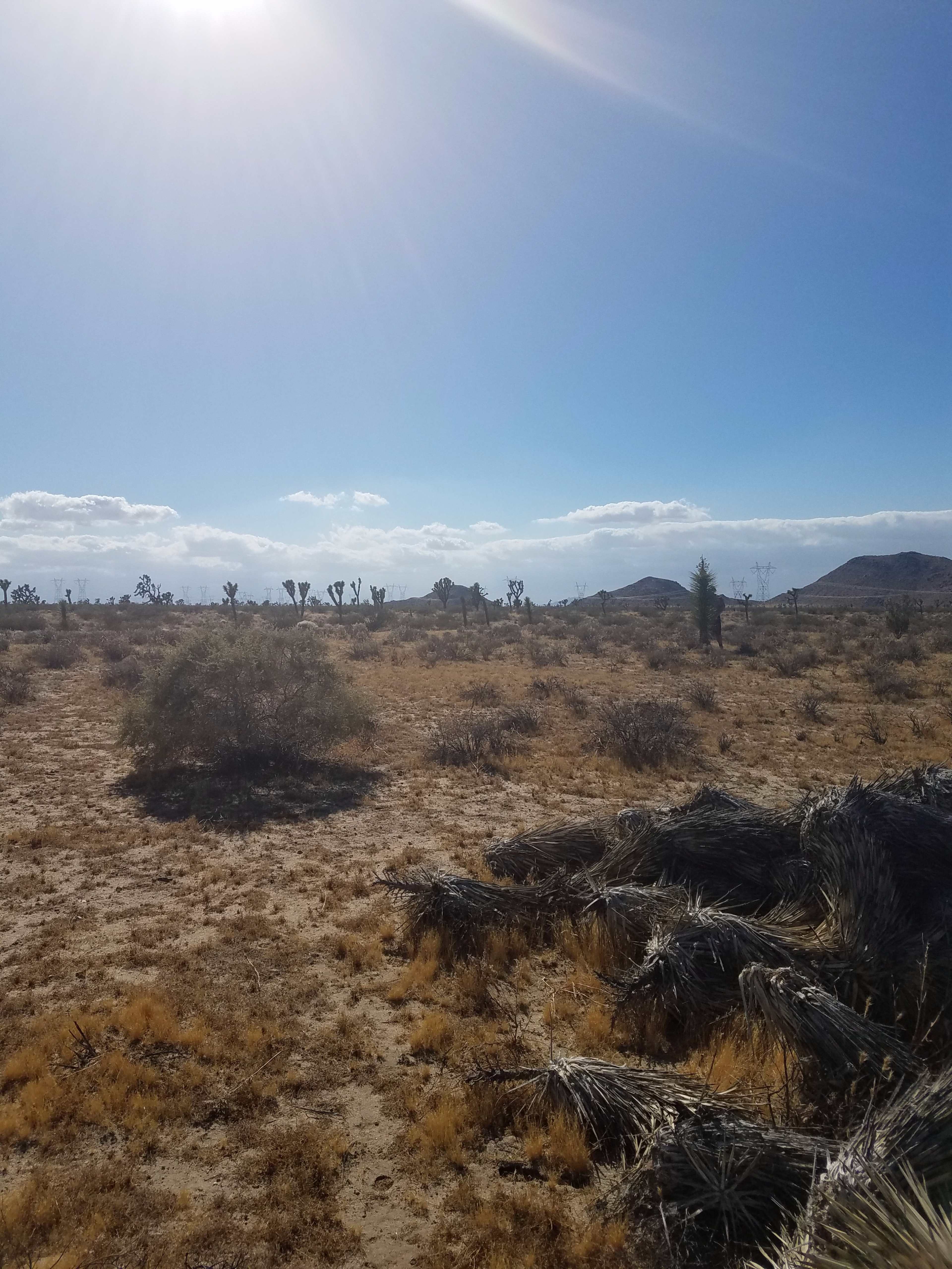 A sparse desert landscape with scattered vegetation and distant mountains under a clear blue sky.