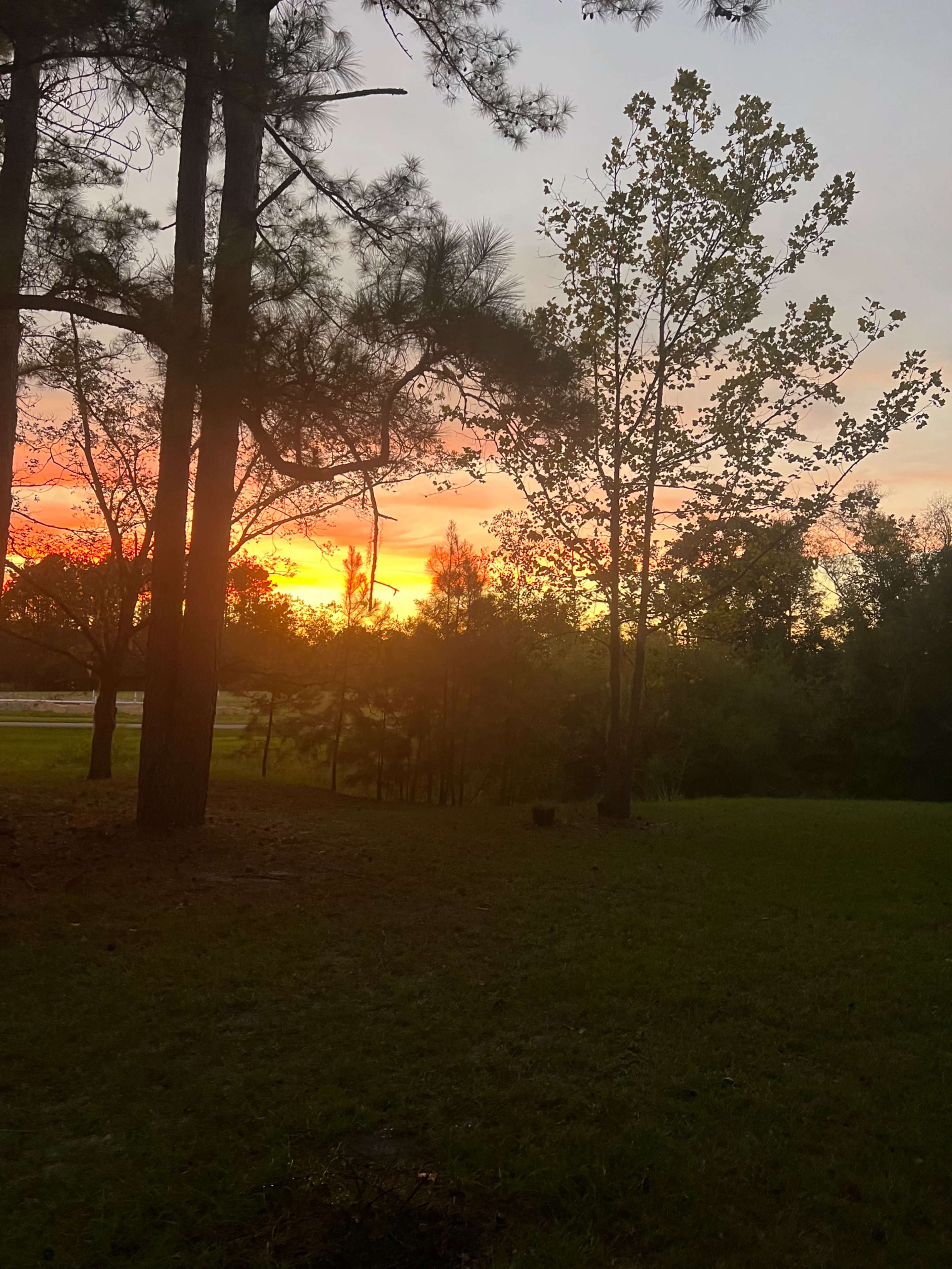 The image shows a sunset with vibrant colors behind silhouette trees in a grassy area.