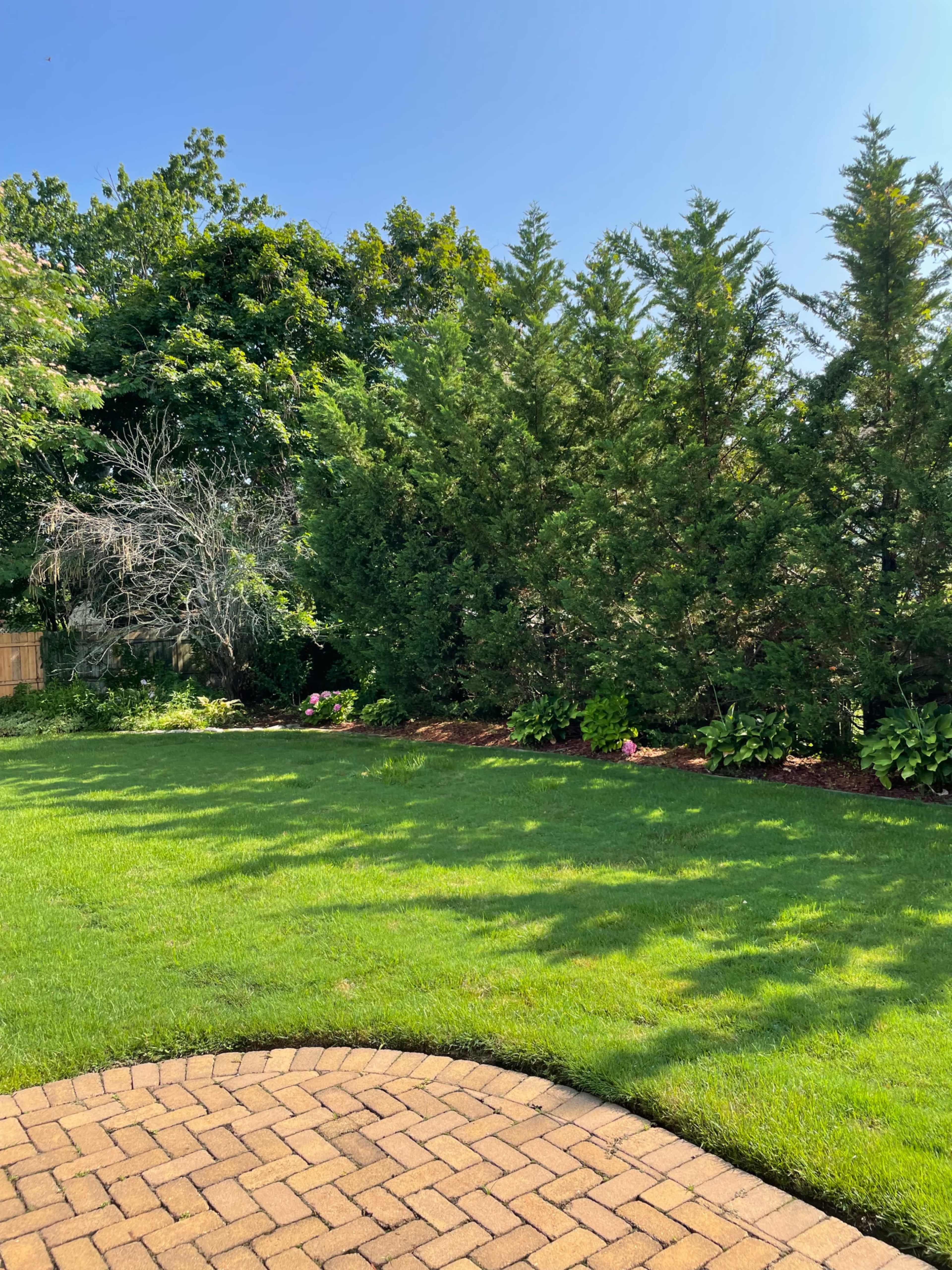 A well-maintained lawn with green grass and a stone patio, surrounded by tall trees and shrubs under a clear blue sky.