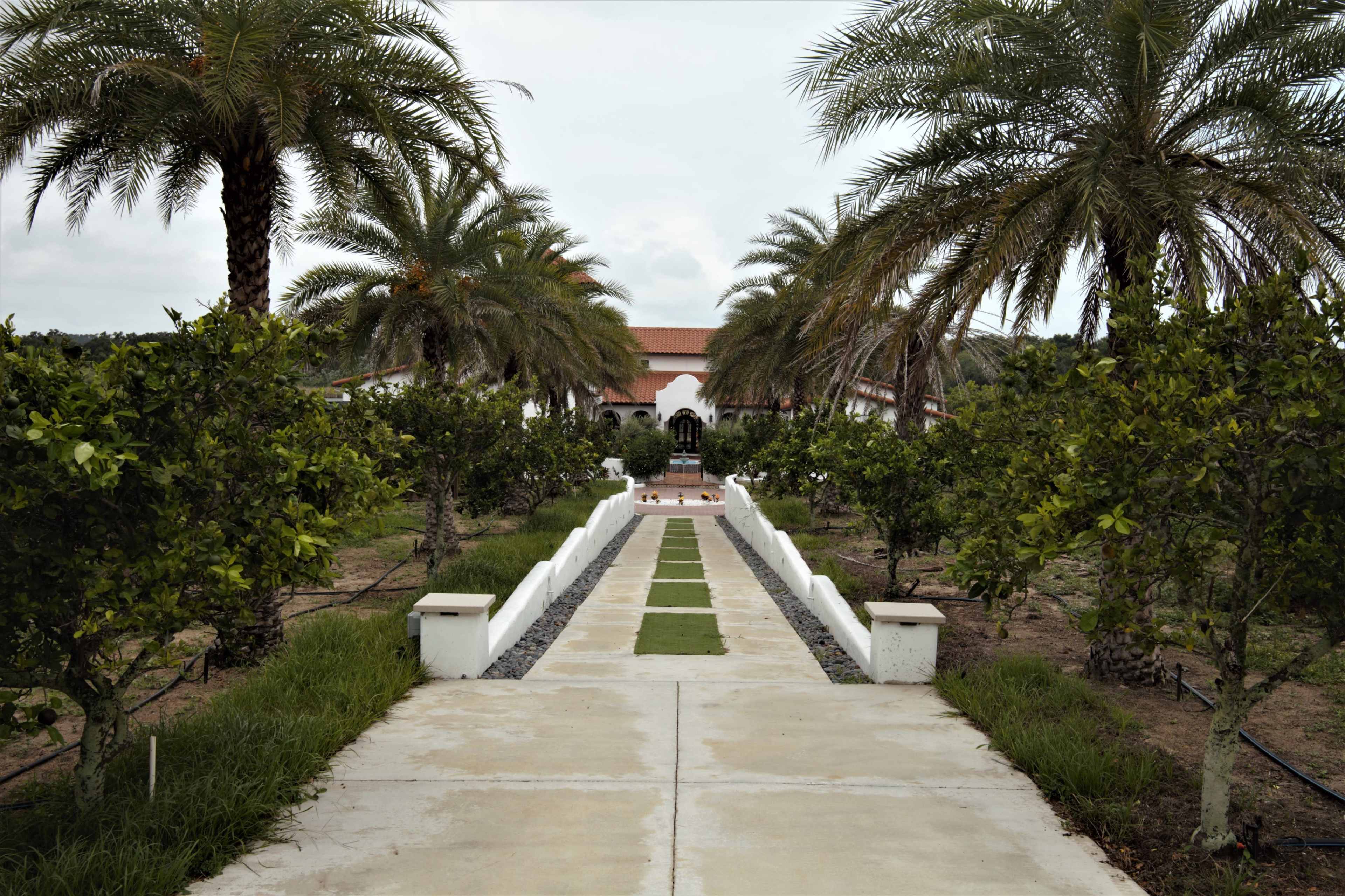 A straight pathway lined with grass and bordered by palm trees leads to a building at the end of the garden.