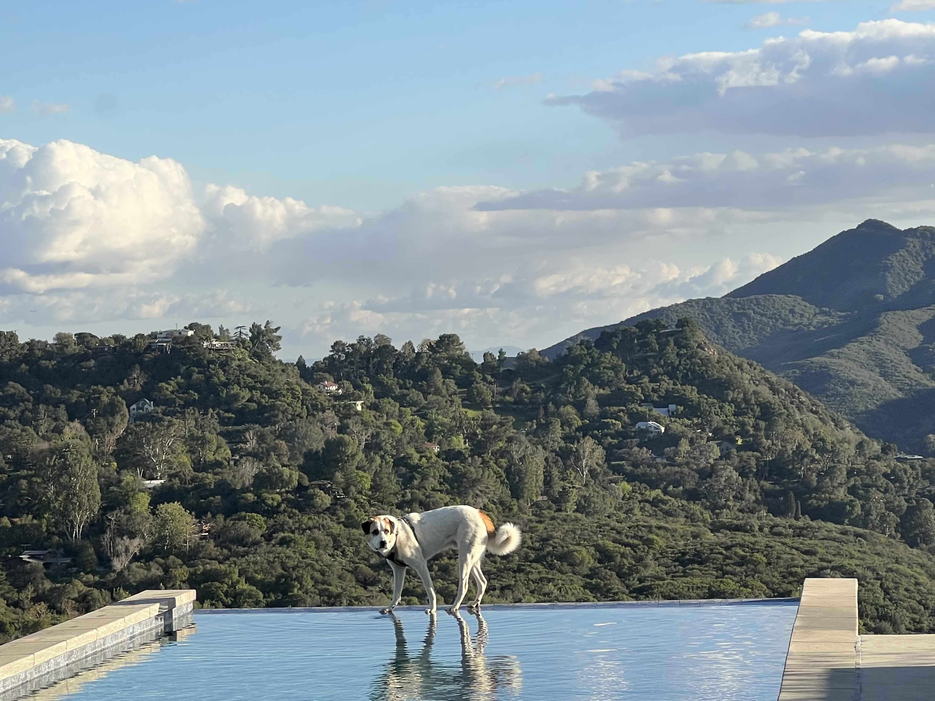 Infinity Pool with Unobstructed Canyon Views and Large Deck Image in Topanga, Topanga, CA