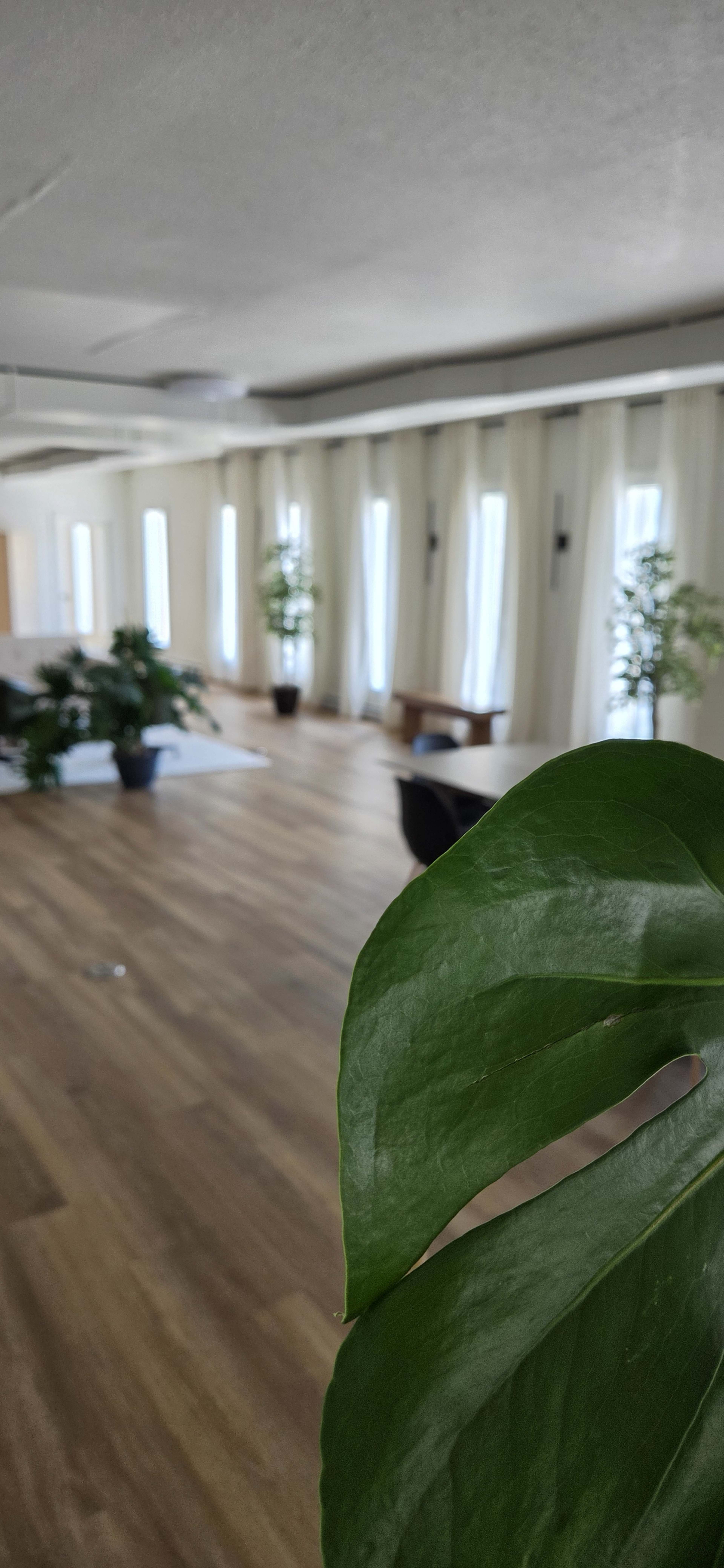 A large, open room features wooden flooring, several plants in pots, and natural light streaming through large windows.