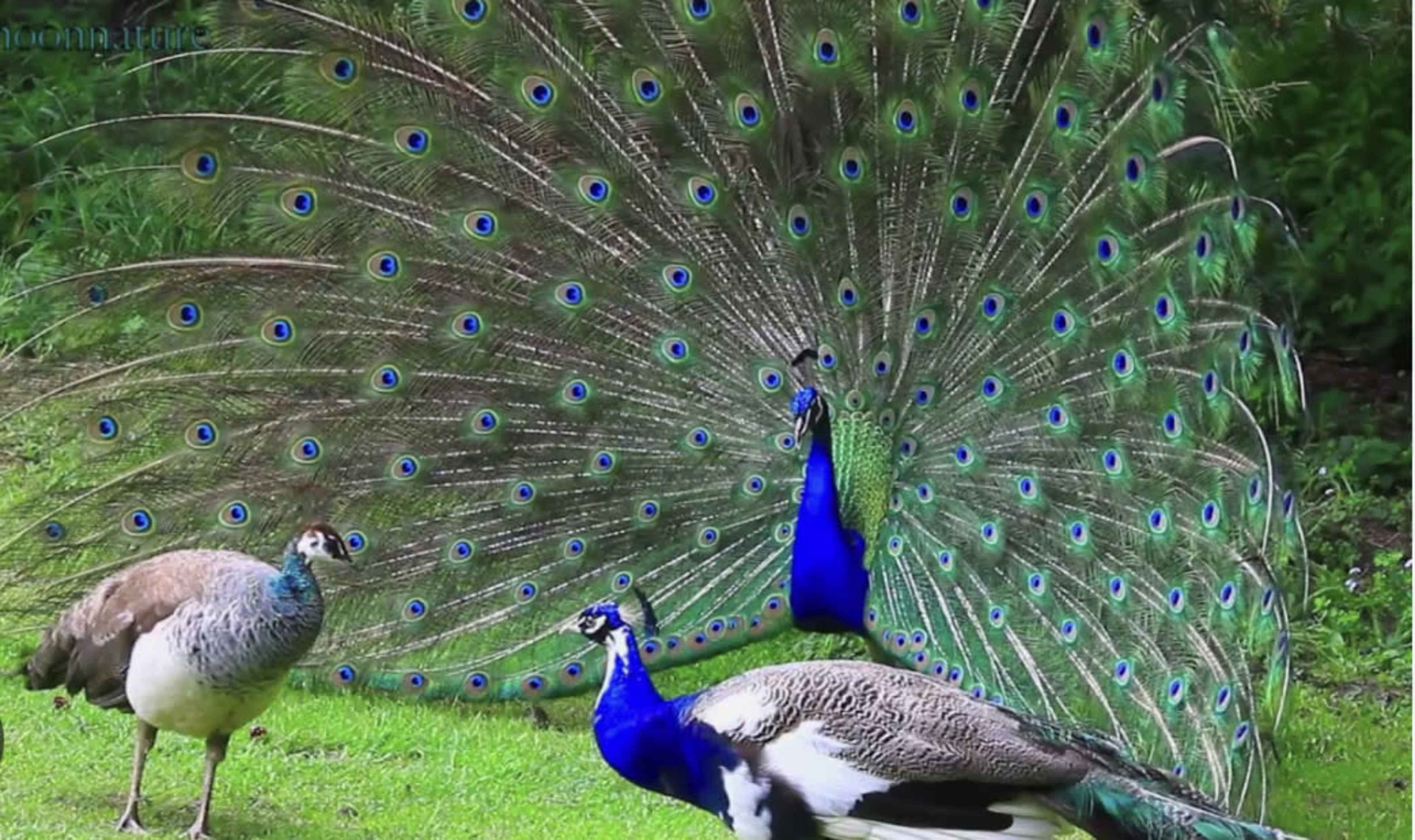 A male peacock displays its colorful feathers while a female peacock stands close by in a grassy area.