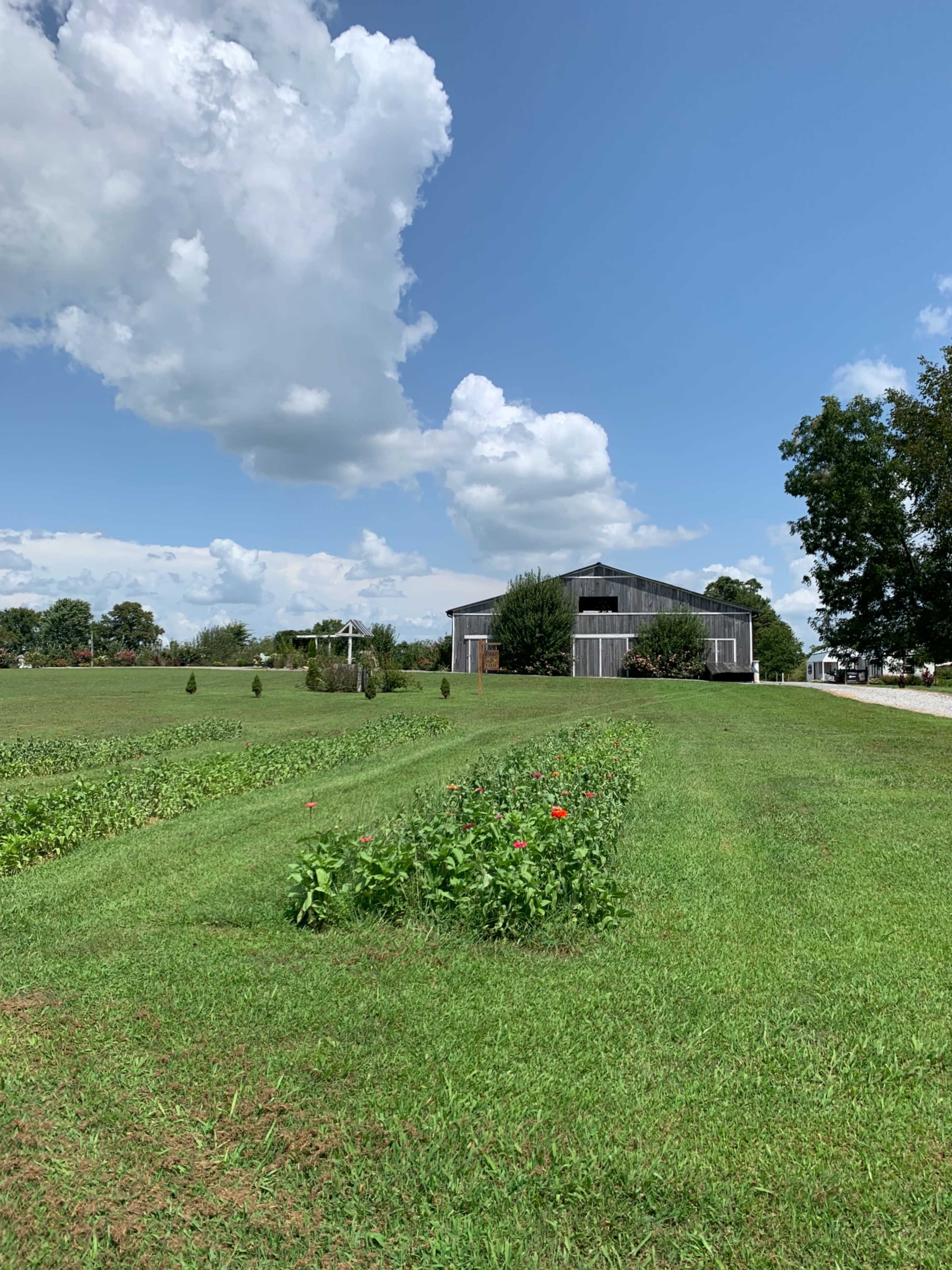 A gray barn is situated beside a green field with rows of plants under a blue sky with scattered clouds.