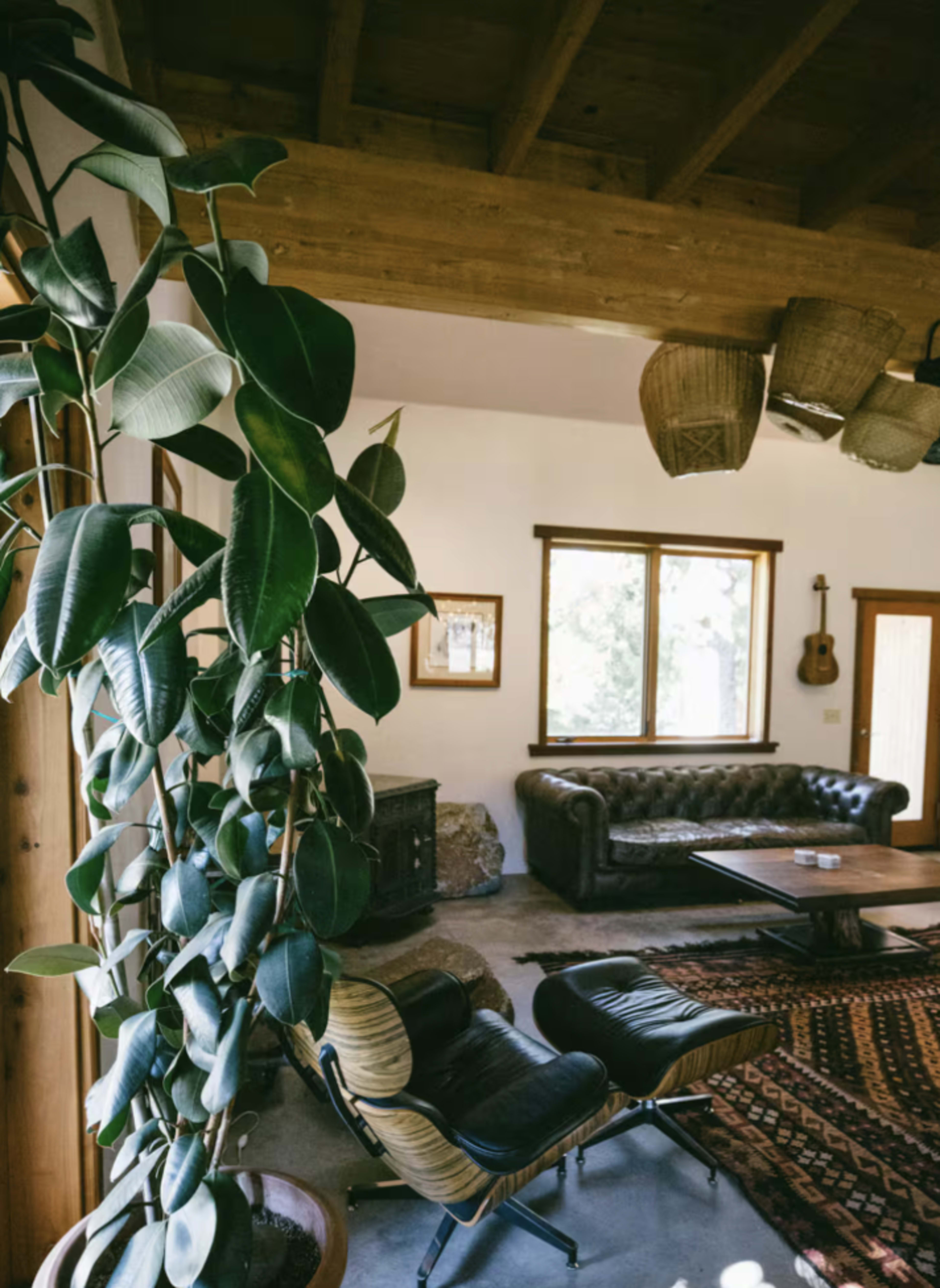 The image shows a cozy living room featuring a leather sofa, two lounge chairs, a coffee table, and a large potted plant beside a window.