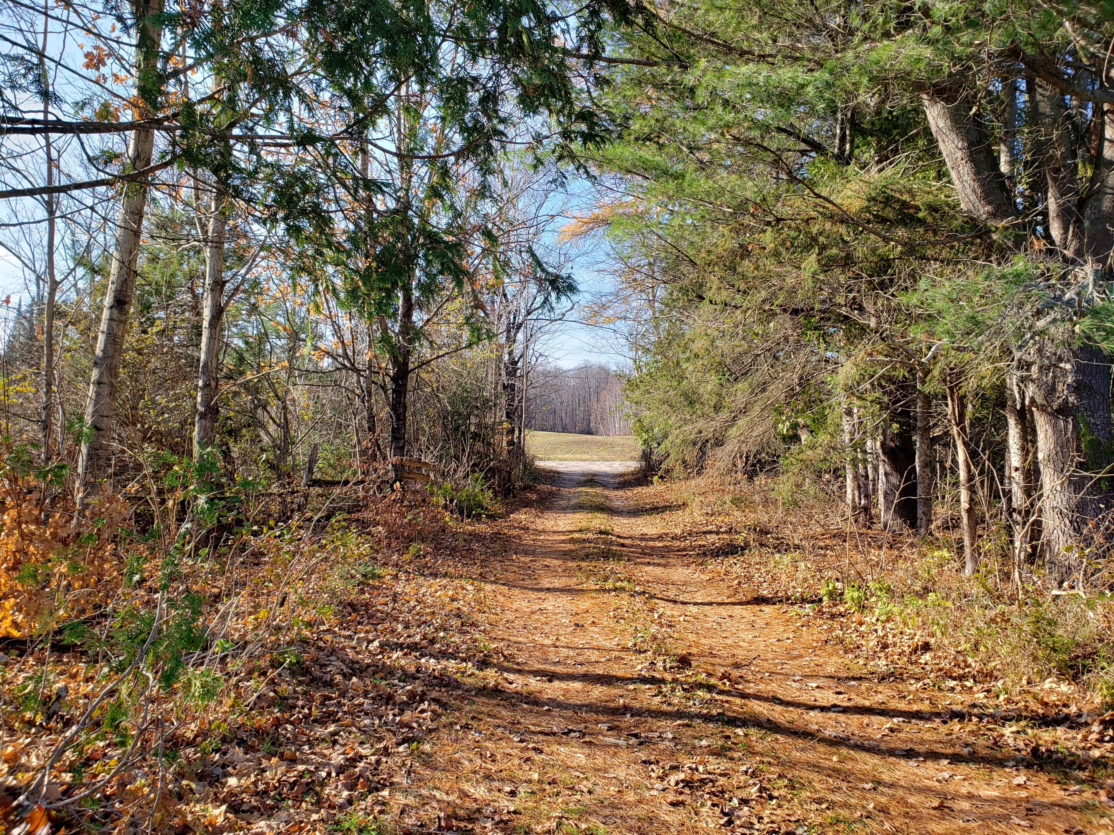 A dirt path lined by trees leads to an open field under a clear sky.