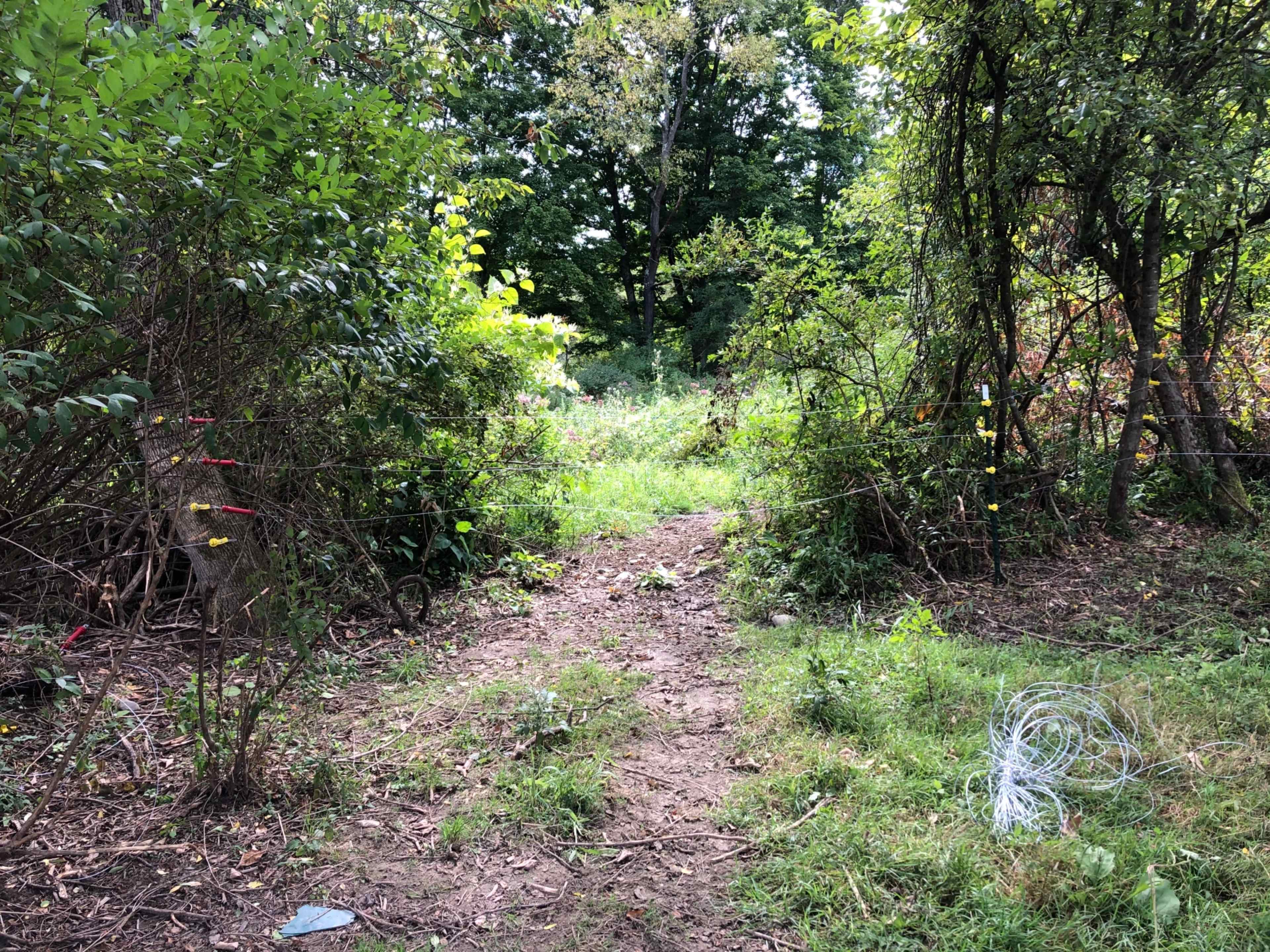 A dirt path leads through overgrown vegetation, flanked by trees and marked with colorful tape.
