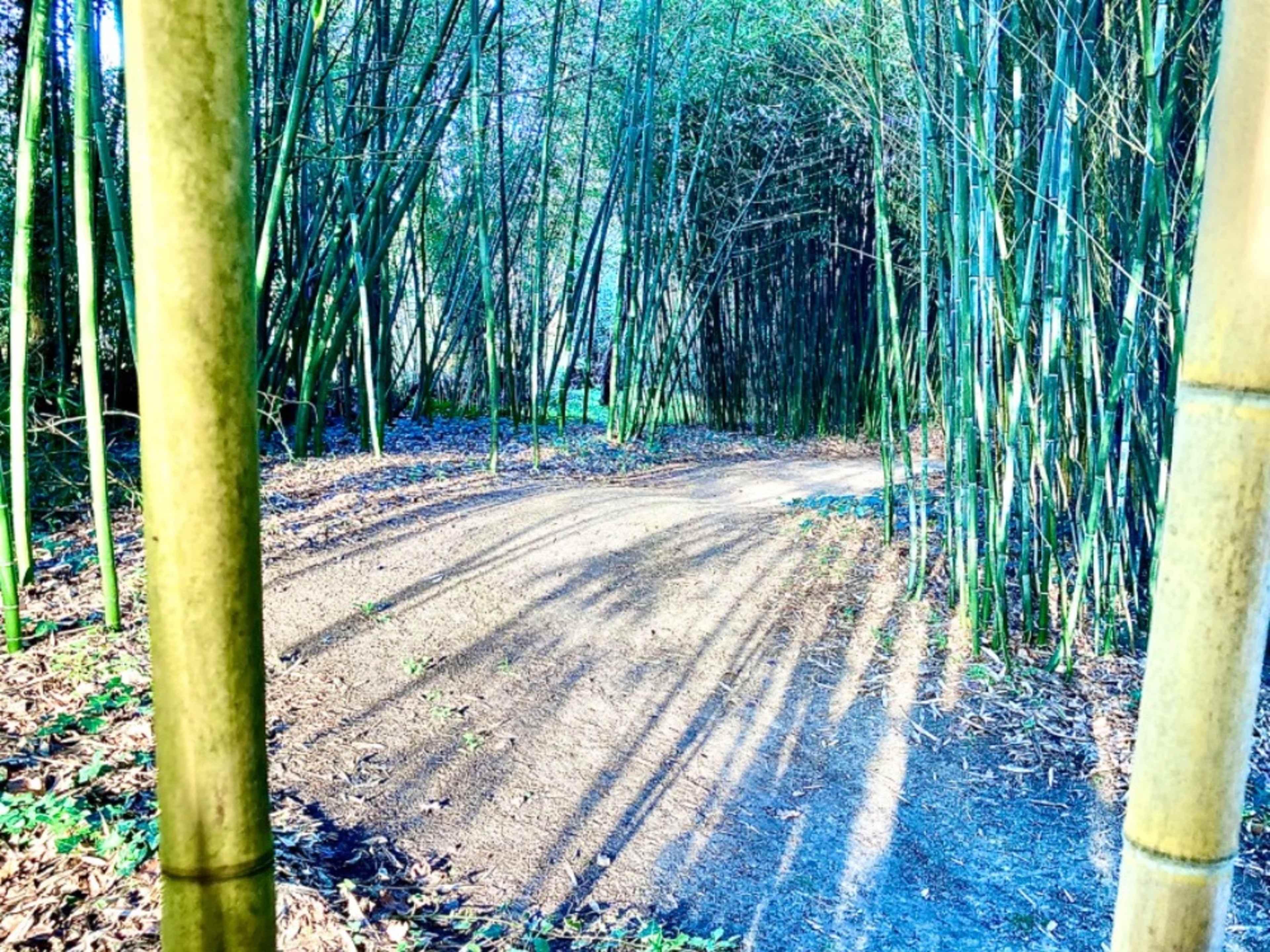 Accès à la bambouseraie pour shooting