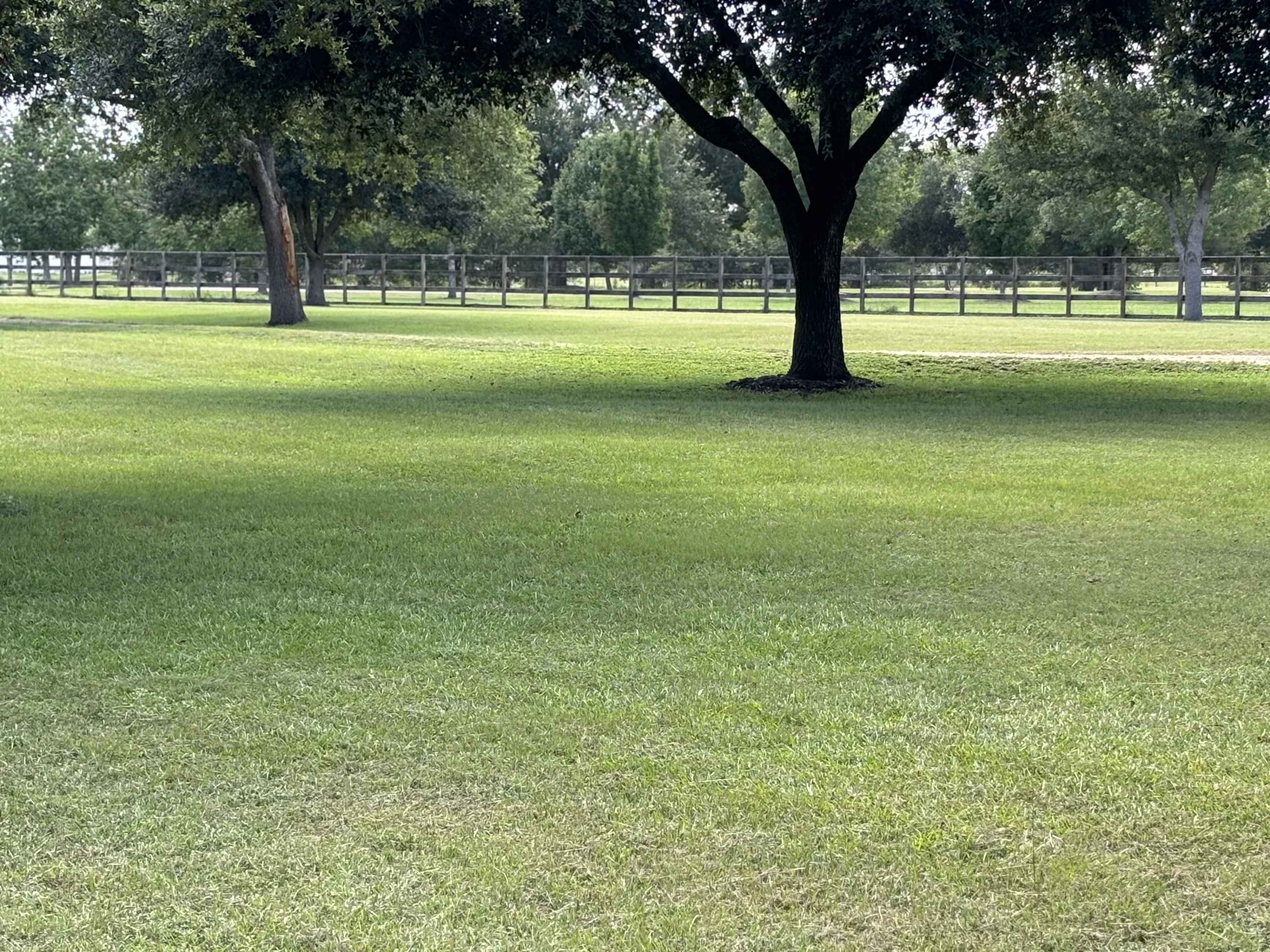A grassy area features a large tree surrounded by a fence and additional trees in the background.
