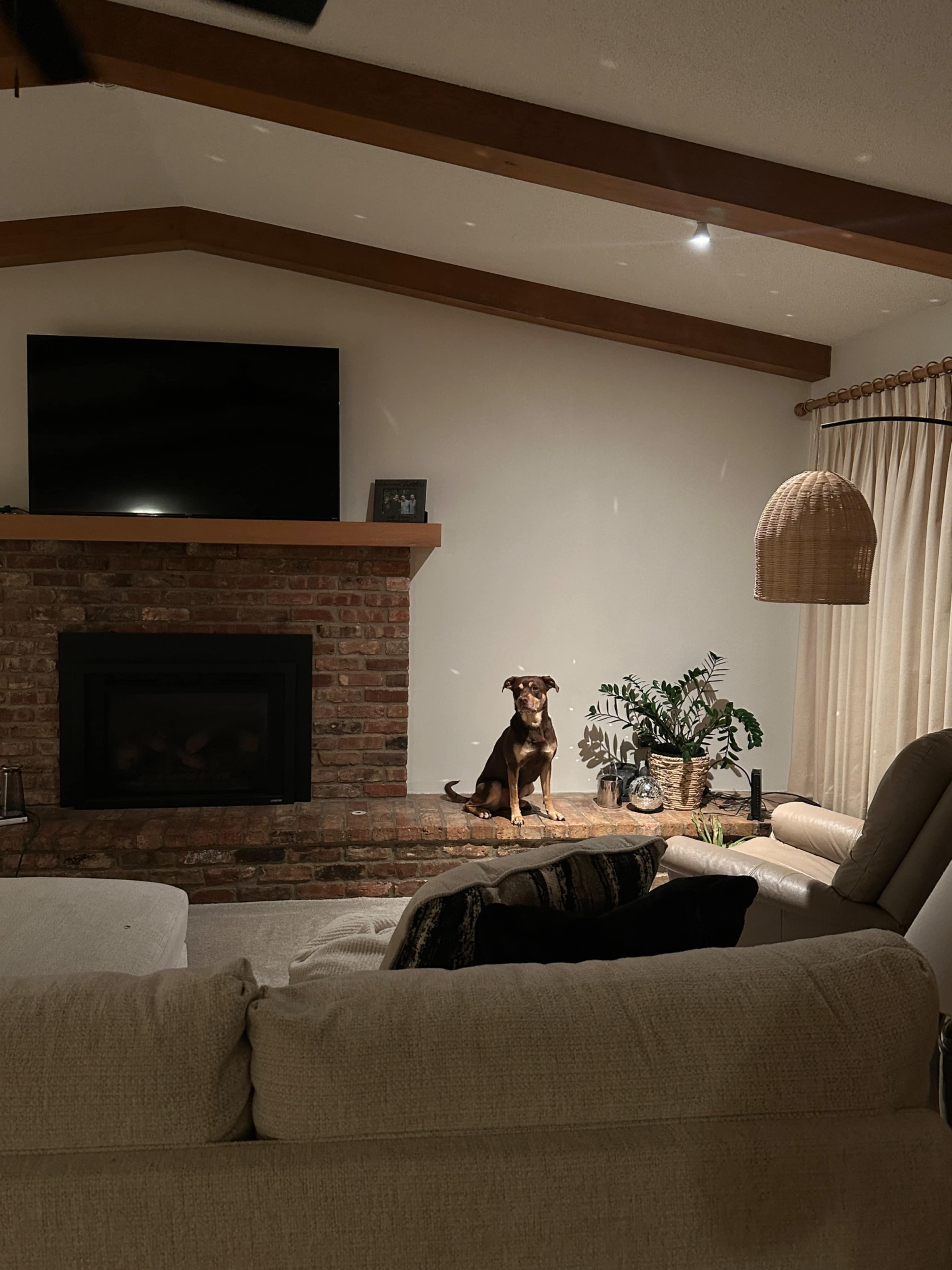 A dog sits on a brick hearth in a living room with a large television mounted on the wall and a potted plant nearby.