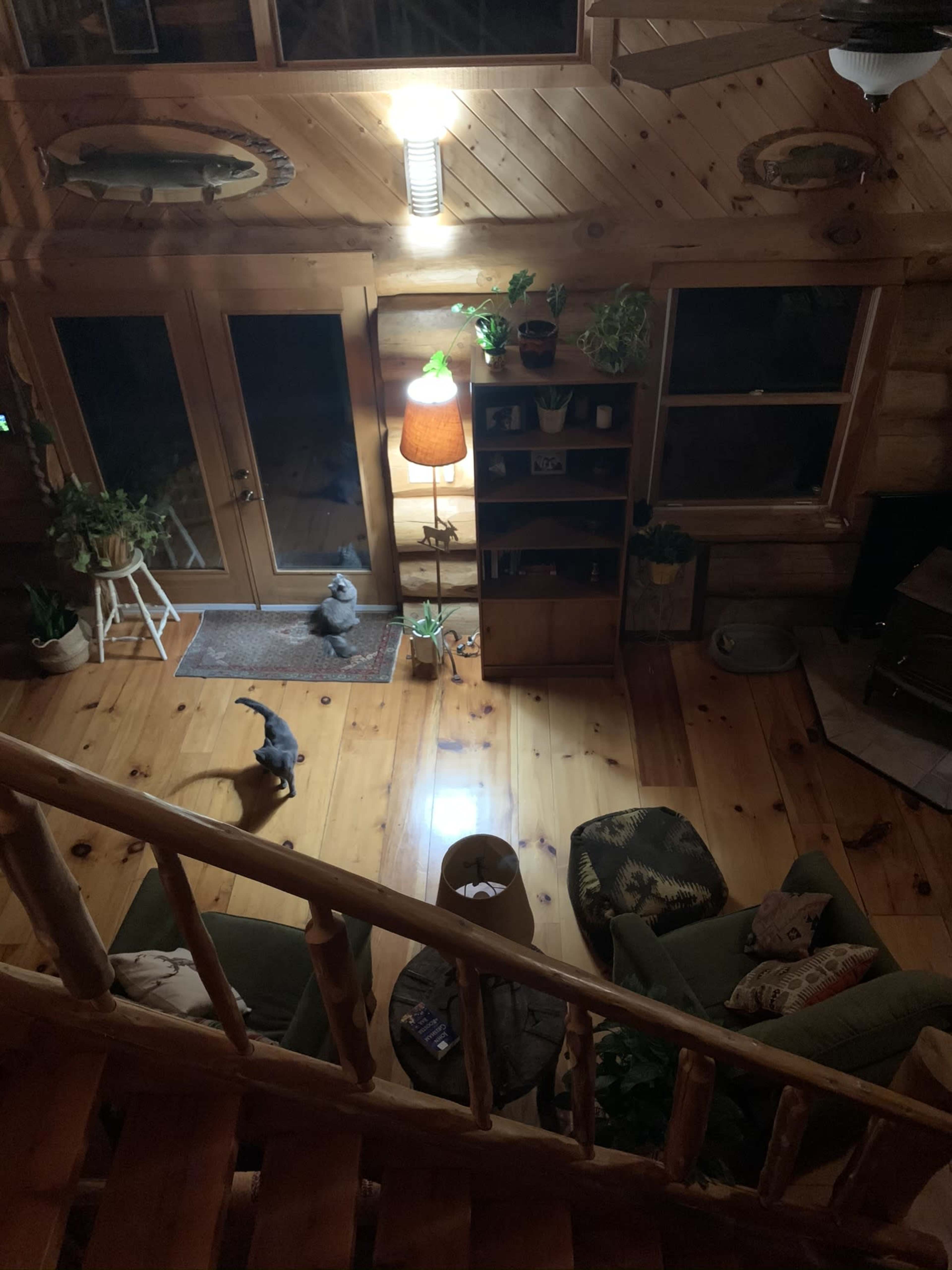 The image shows a cozy log cabin interior with wooden floors, a lamp, a bookshelf, and a cat walking across the room.