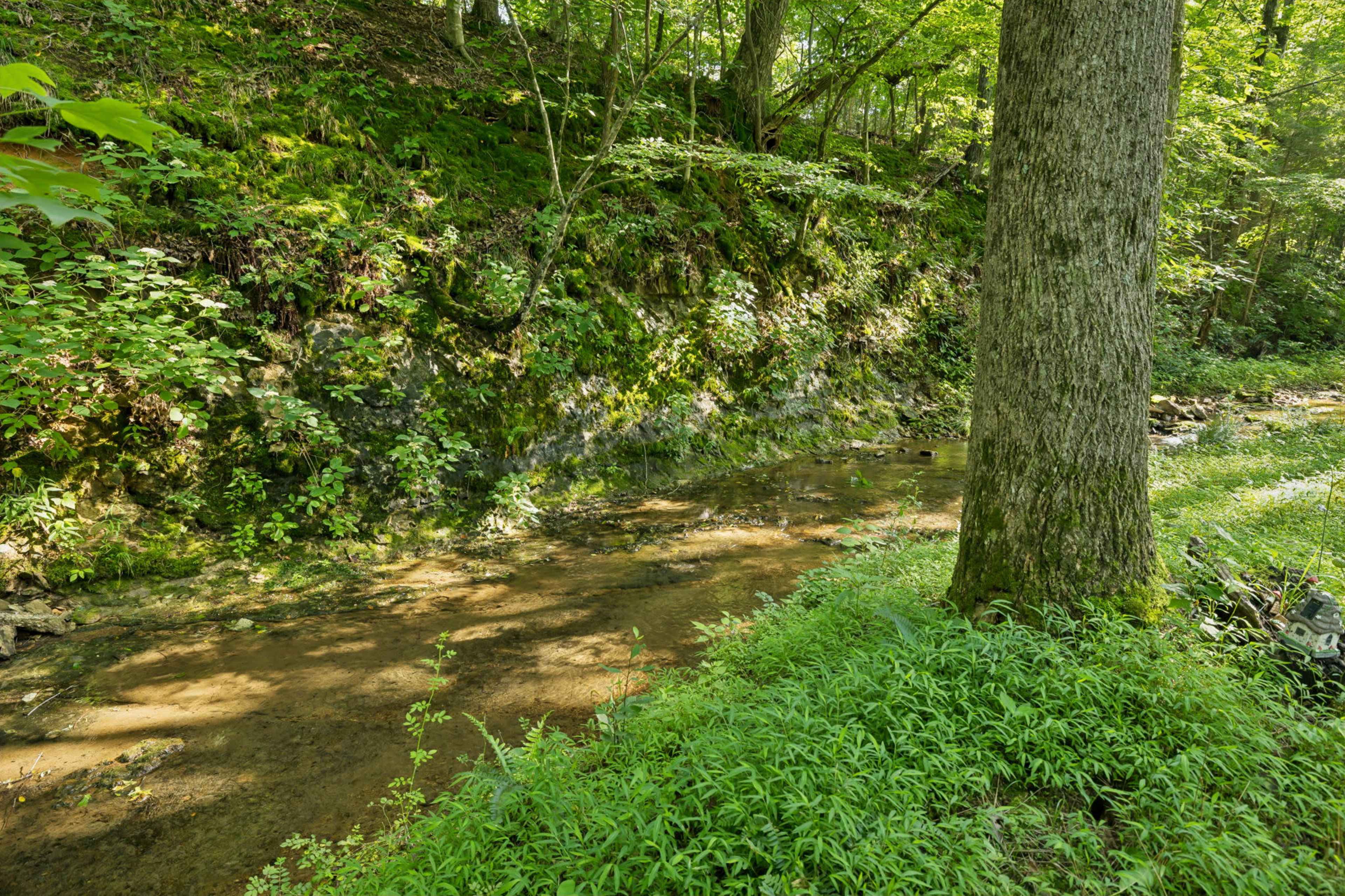 A clear stream flows along a shaded forested area with lush green vegetation and a large tree trunk on the bank.