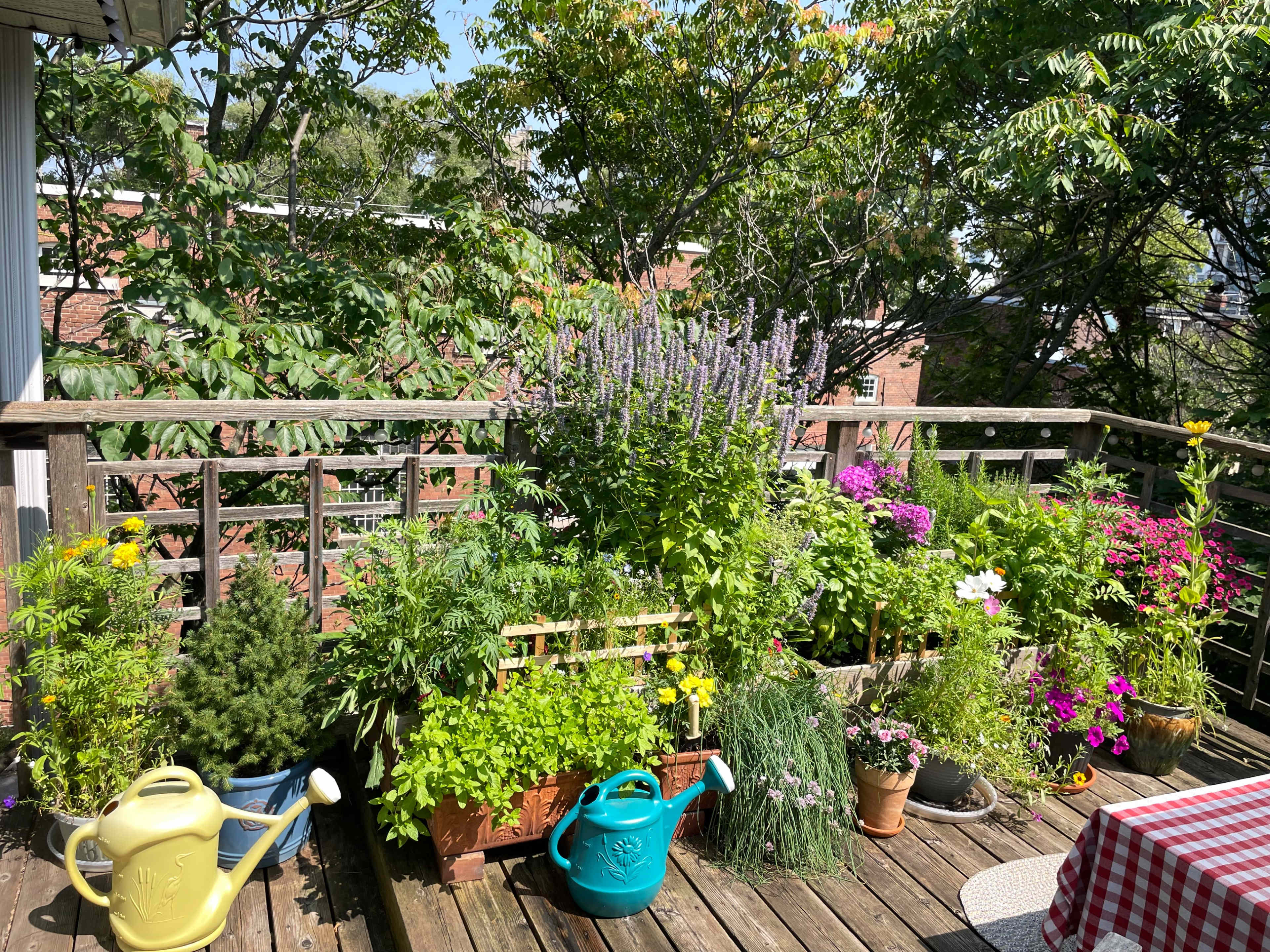 The image shows a wooden deck adorned with various potted plants, flowers, and colorful watering cans under bright sunlight.