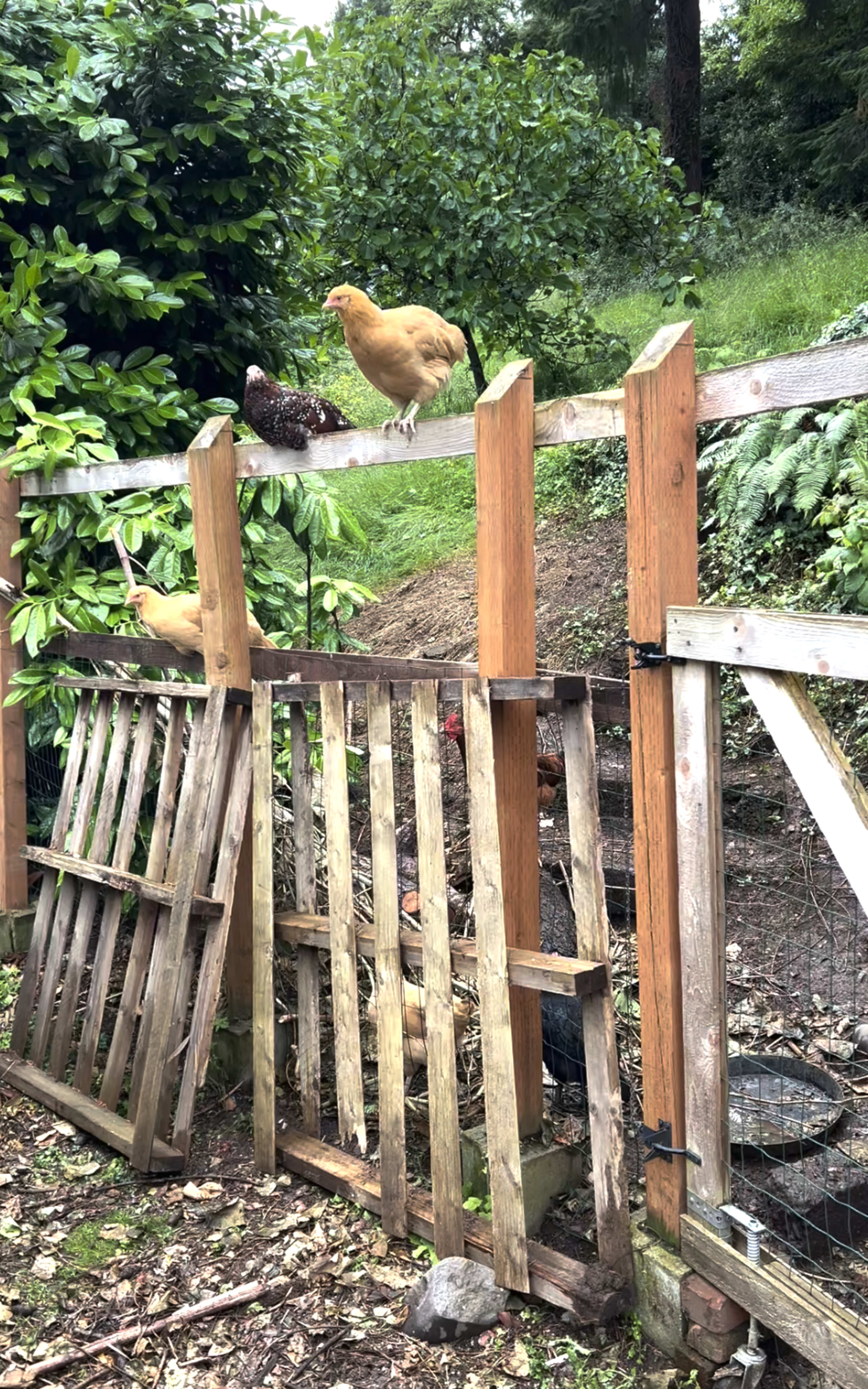 Two chickens perch on a wooden fence in a garden with lush greenery in the background.