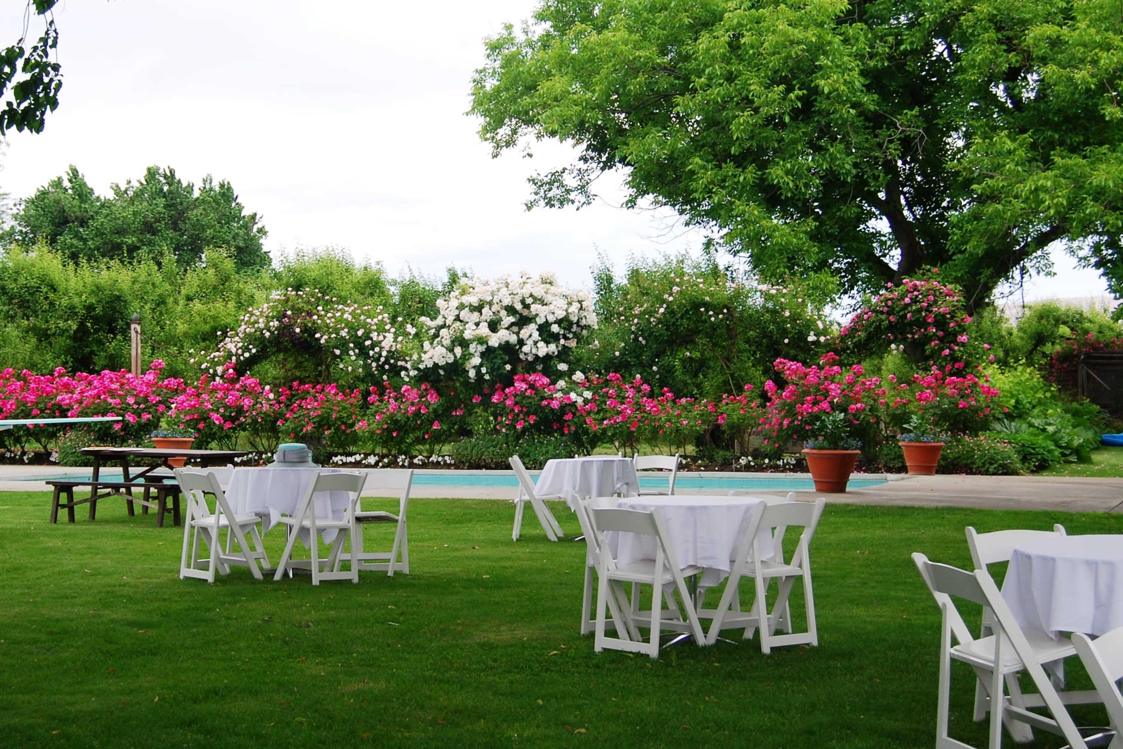 The scene shows a tranquil outdoor area featuring white tables and chairs set on green grass, surrounded by blooming rose bushes and a swimming pool in the background.
