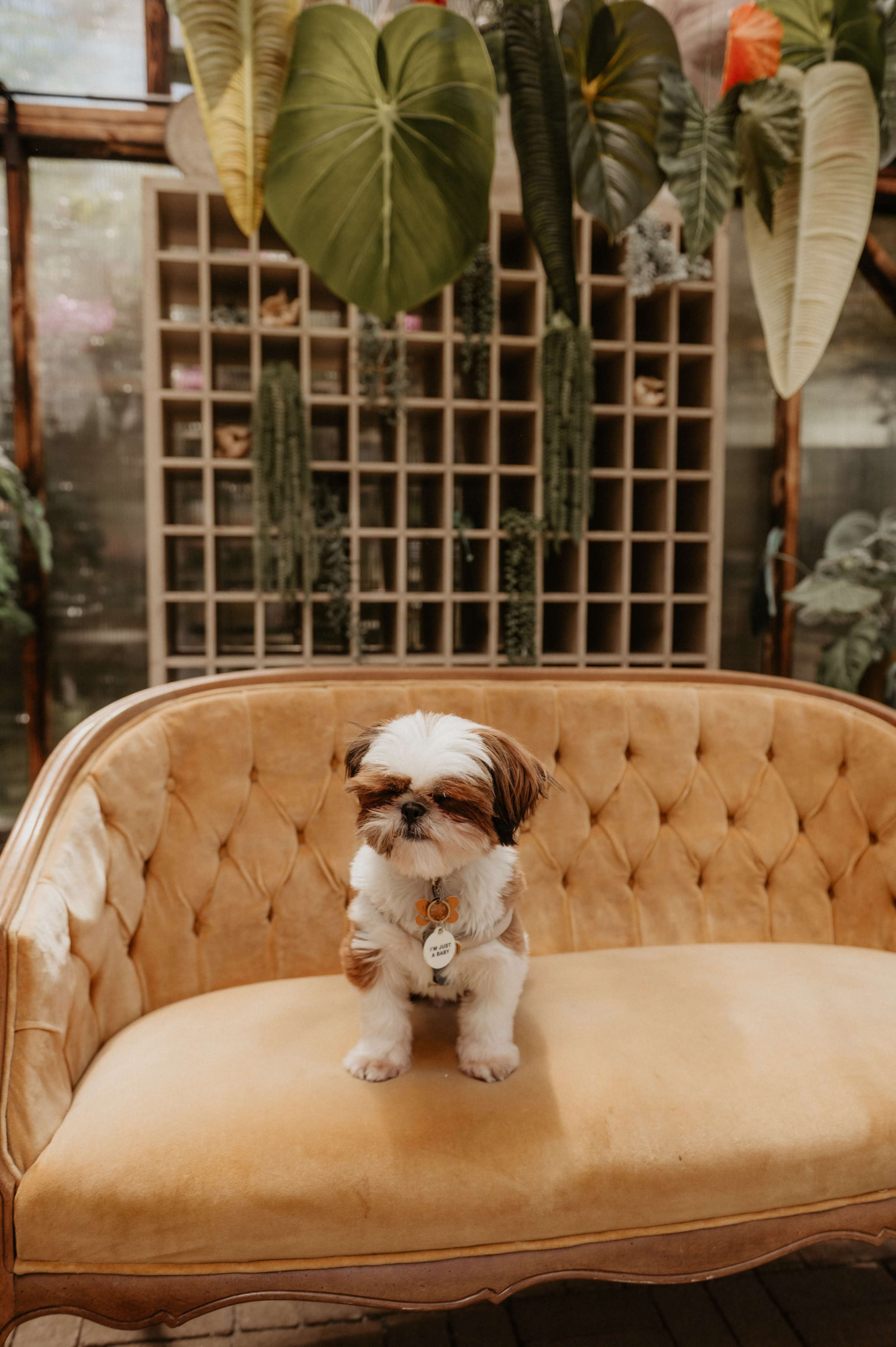 A small dog is standing on a vintage yellow sofa surrounded by various indoor plants.