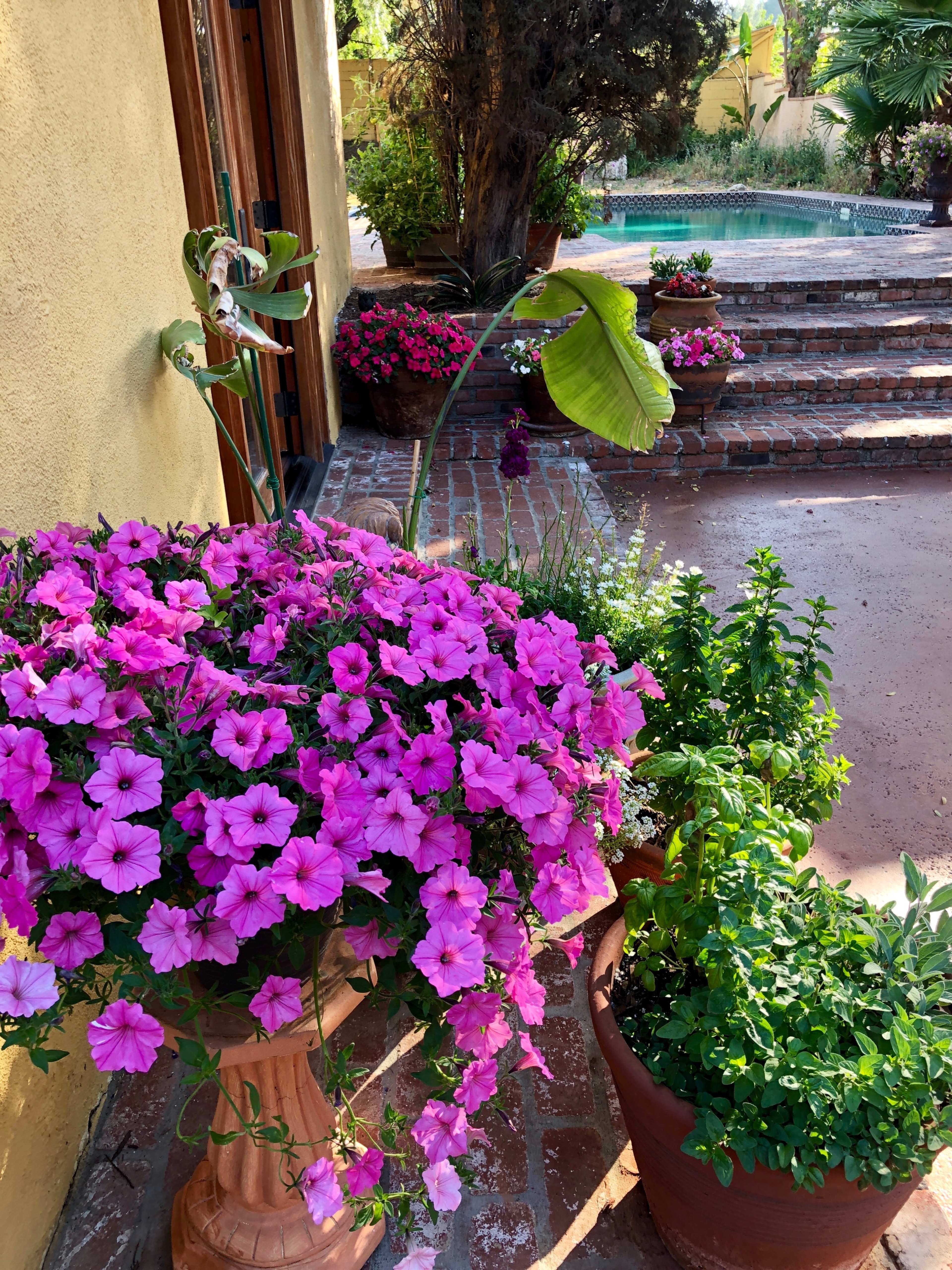 A vibrant arrangement of pink petunias in a large pot, surrounded by other plants and a patio area leading to a pool in the background.