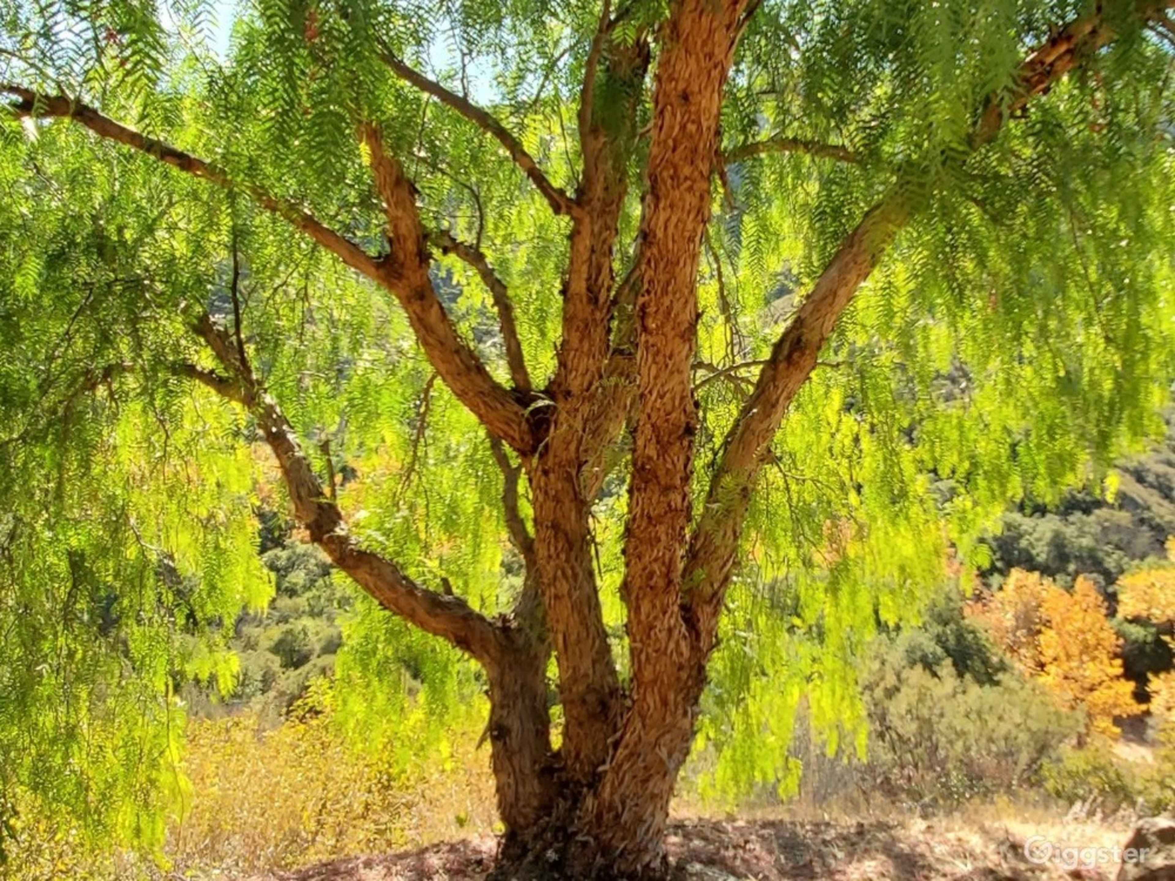 Site/Ranch Rep (Required for Weekday Bookings)