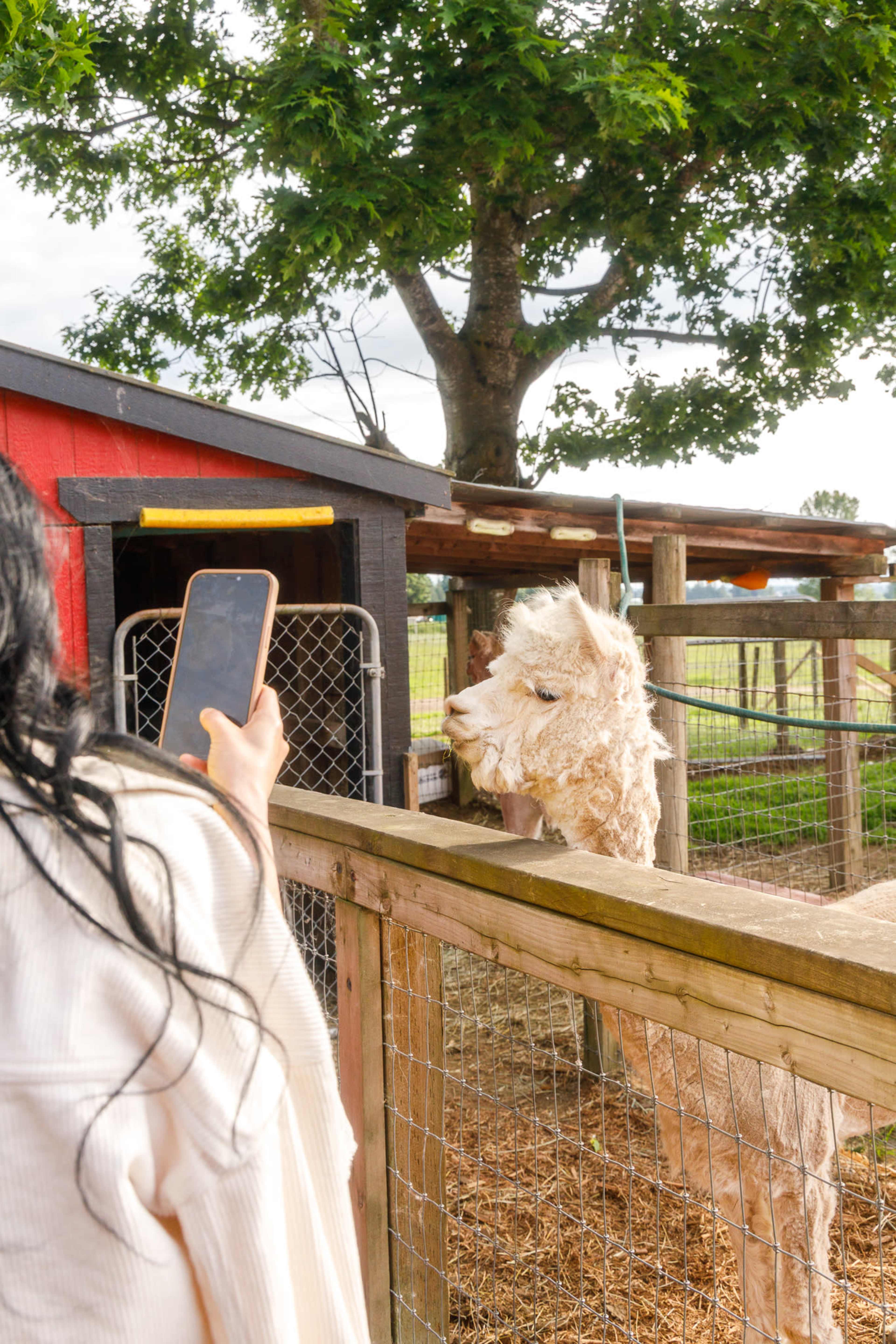 A person takes a photo of an alpaca standing by a fence in a farm setting.
