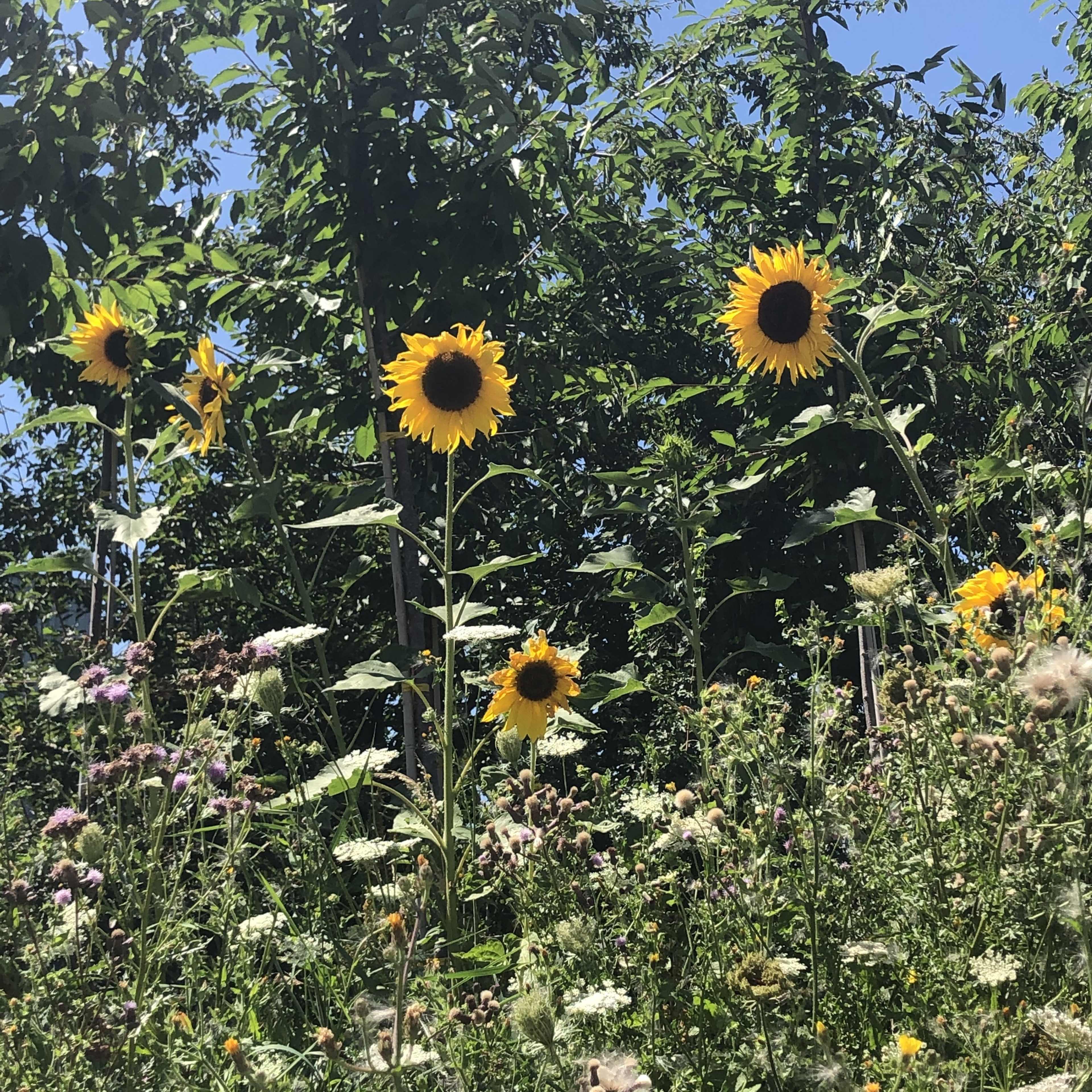A group of tall sunflowers surrounded by a variety of wildflowers and greenery under a clear blue sky.