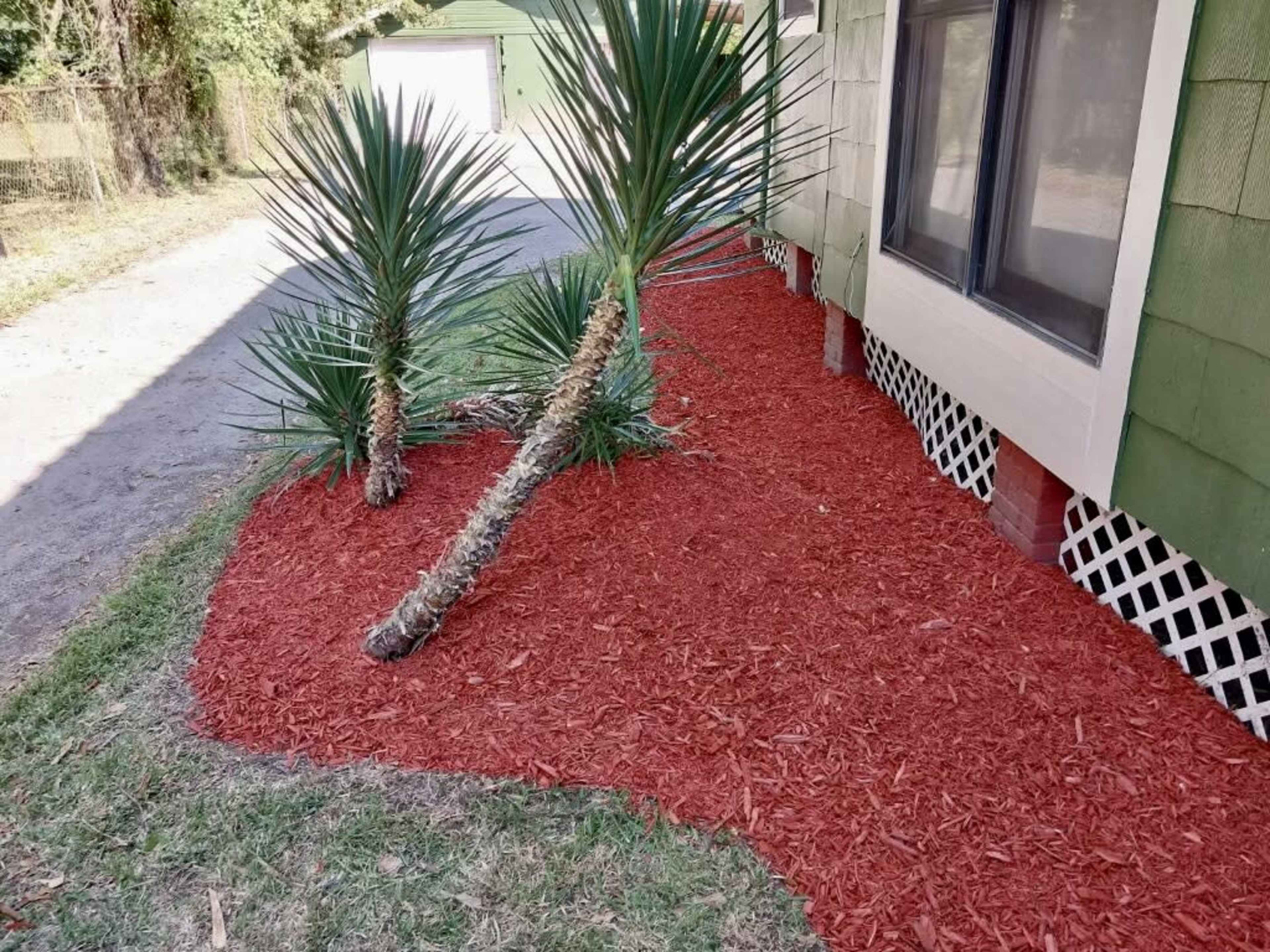 The image shows a garden area with red mulch surrounding two leaning palm trees by a house with green siding.