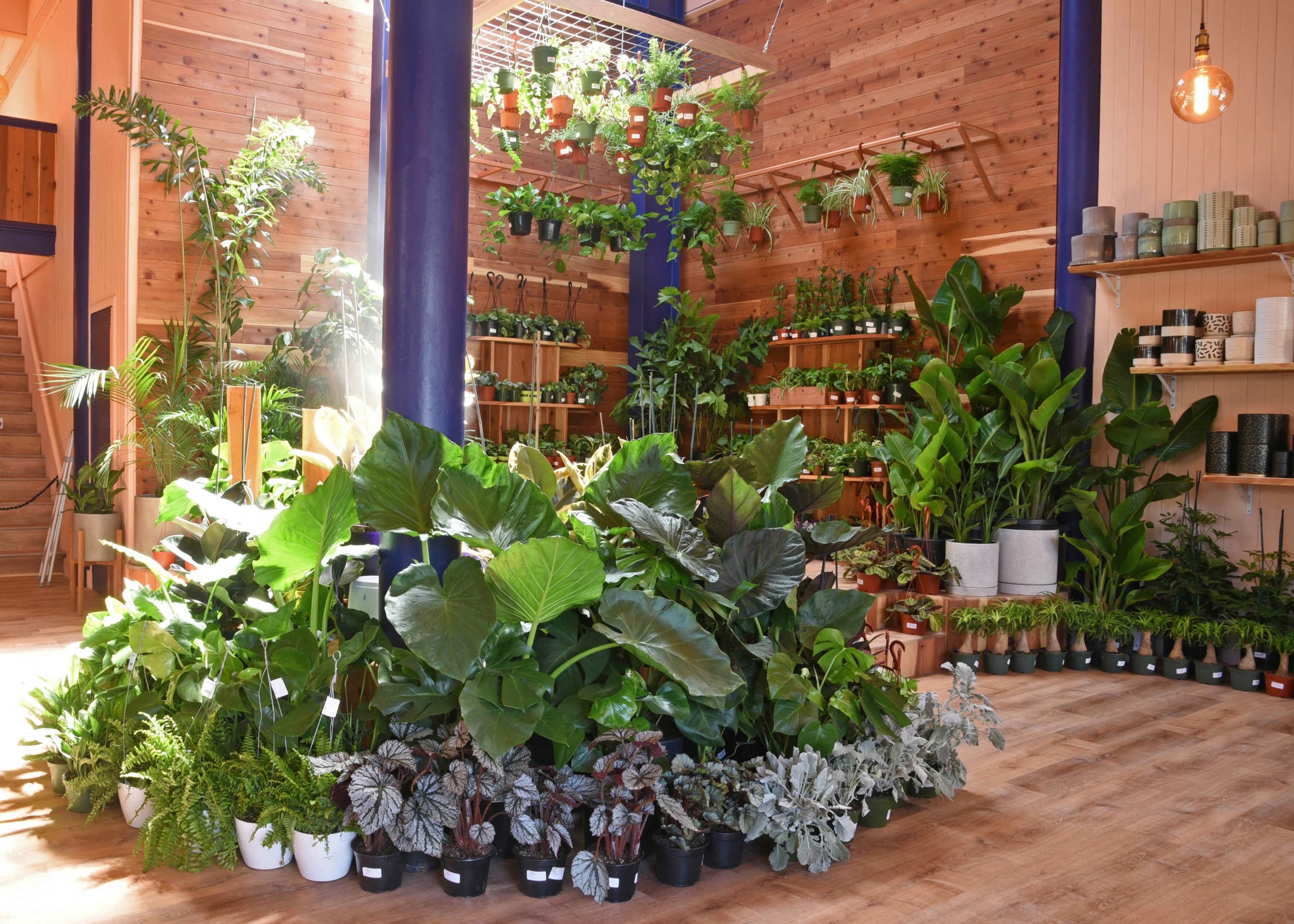 A well-lit interior of a plant shop filled with various potted plants and greenery arranged on shelves and the floor.