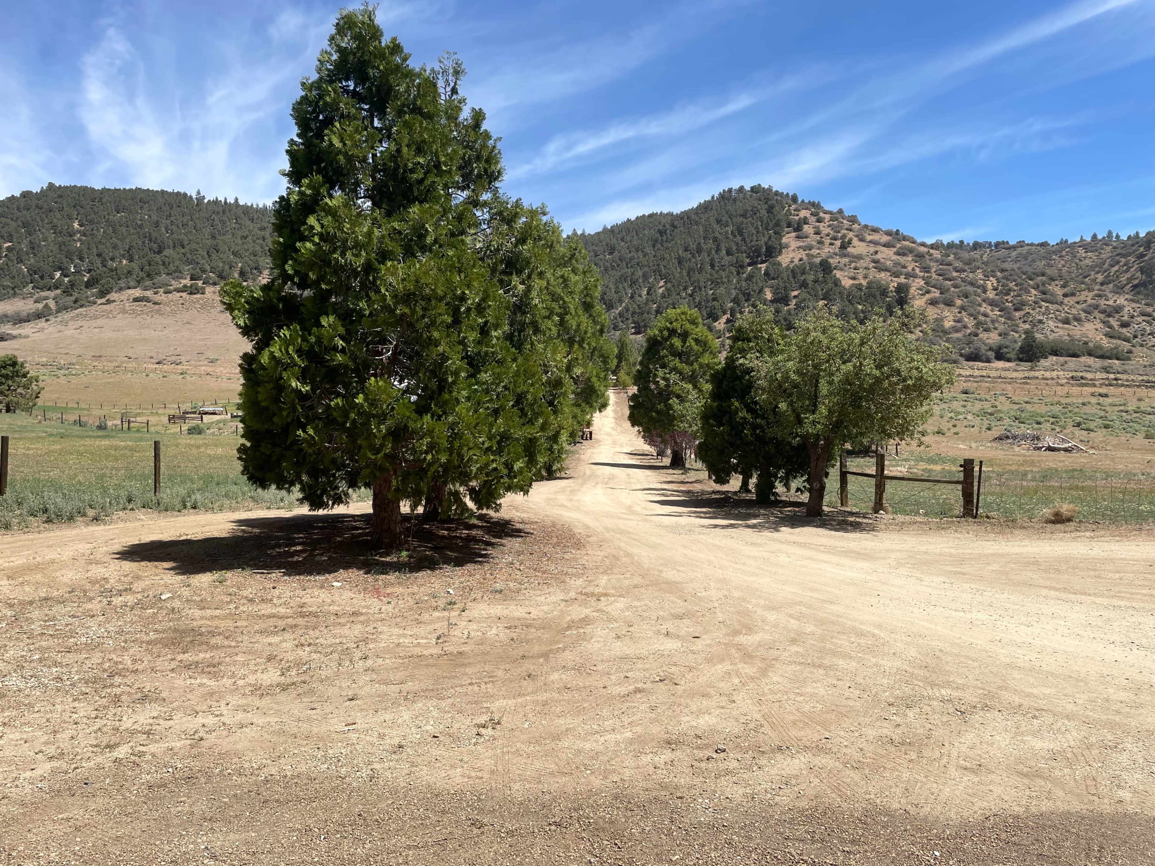 A dirt road lined with trees leads towards a hillside under a blue sky.